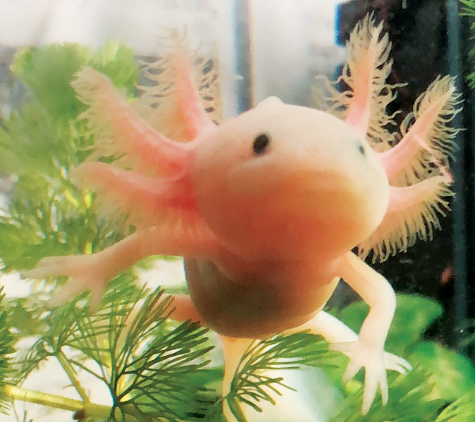 Kỳ nhông Axolotl có gì mà giới trẻ rủ nhau nuôi làm pet cưng?- Ảnh 4.