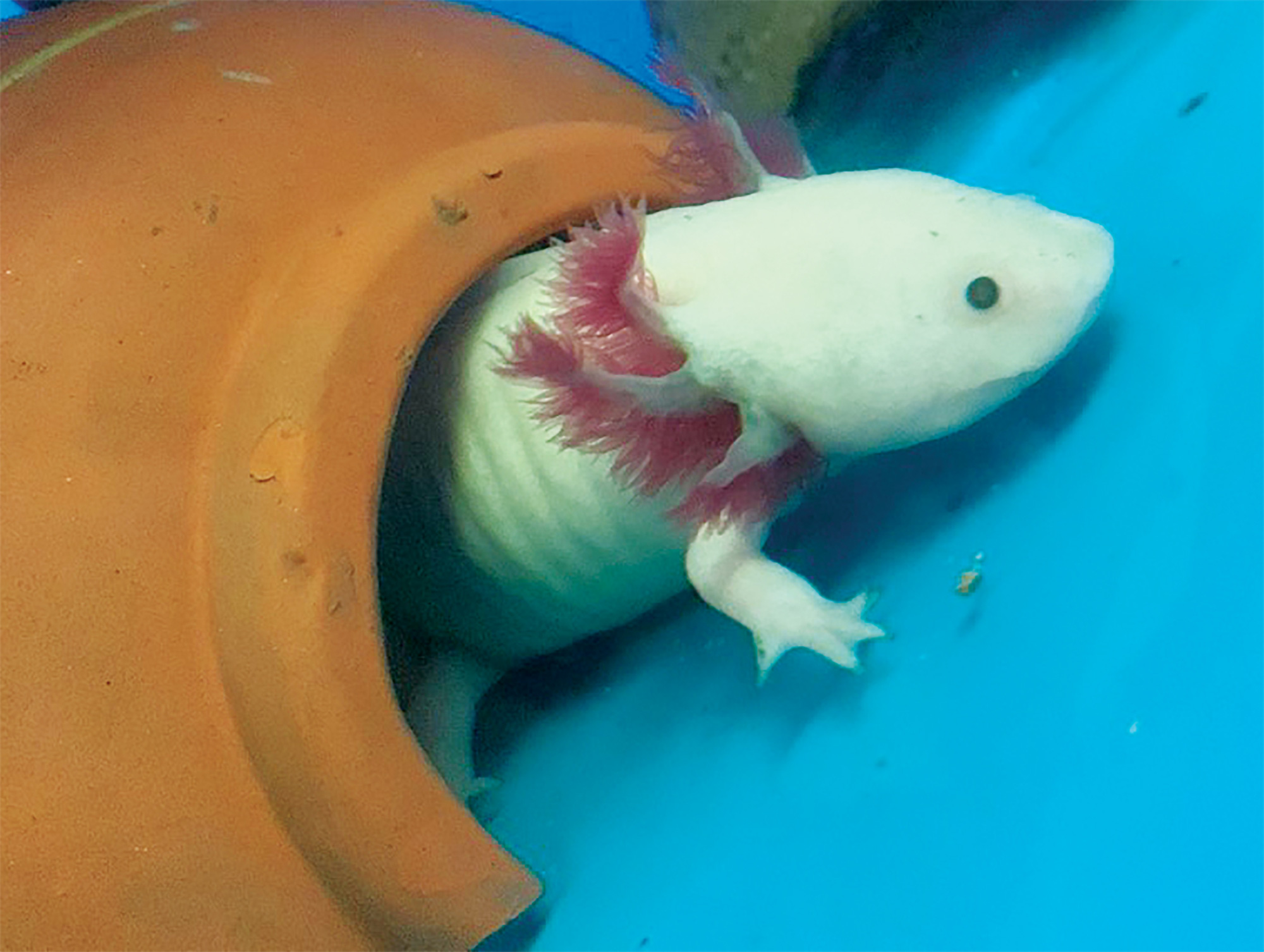 Kỳ nhông Axolotl có gì mà giới trẻ rủ nhau nuôi làm pet cưng?- Ảnh 6.