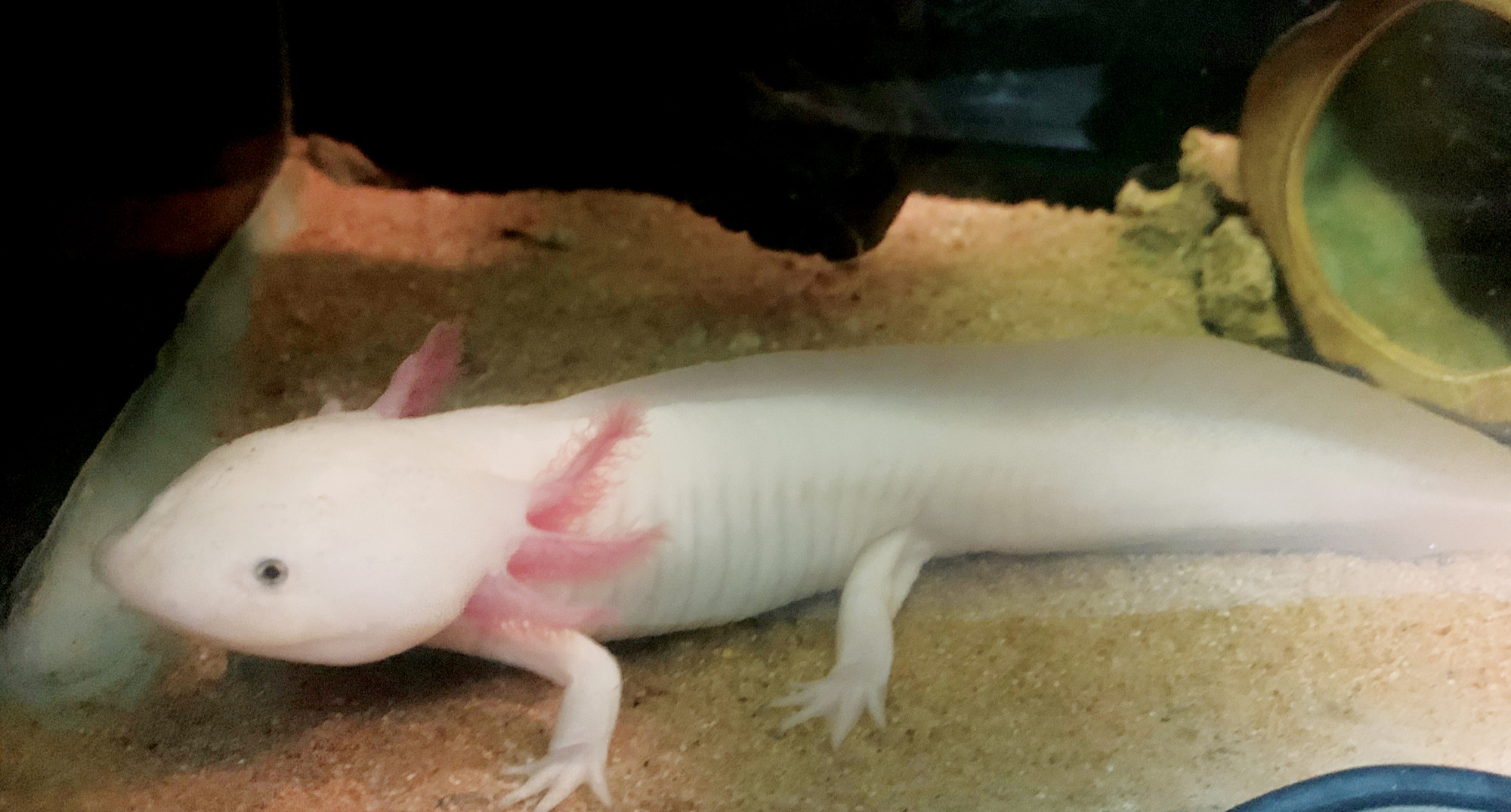 Kỳ nhông Axolotl 