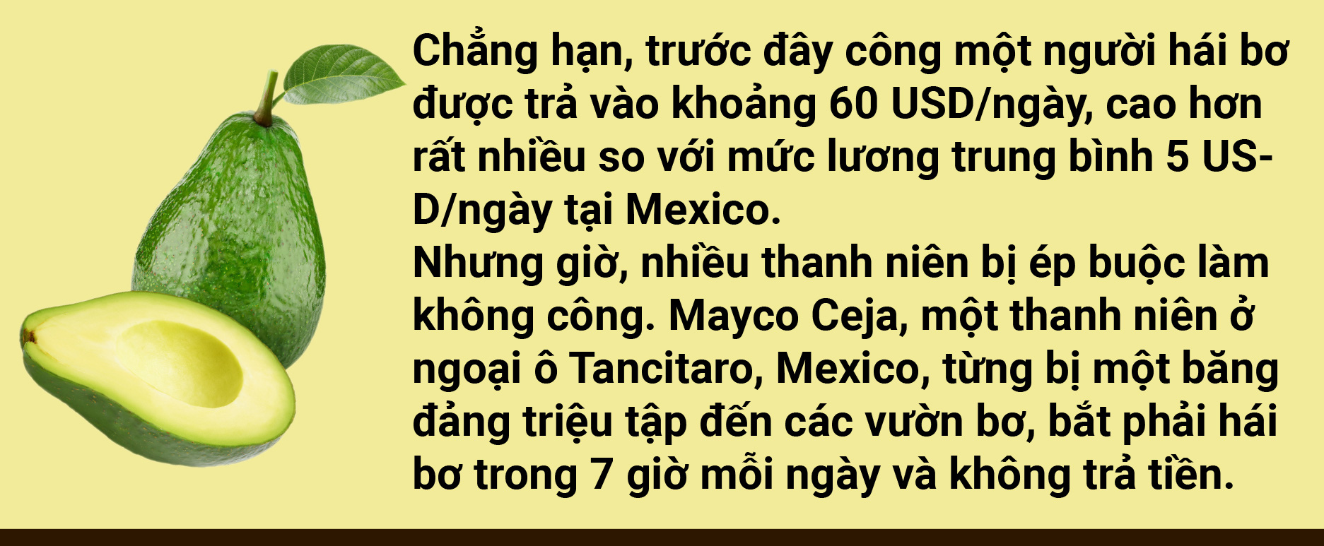 Tản mạn về quả bơ - Ảnh 18.