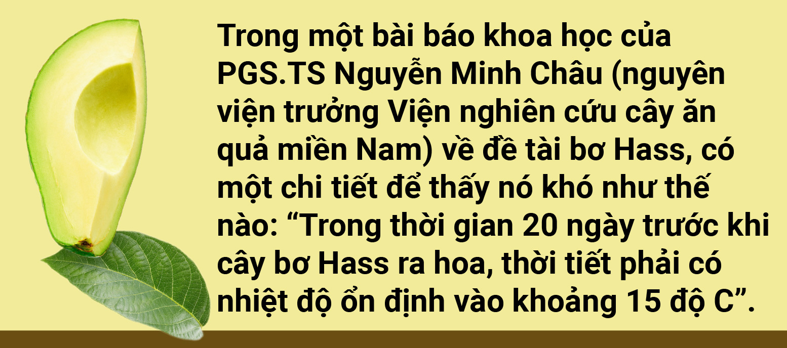 Tản mạn về quả bơ - Ảnh 11.