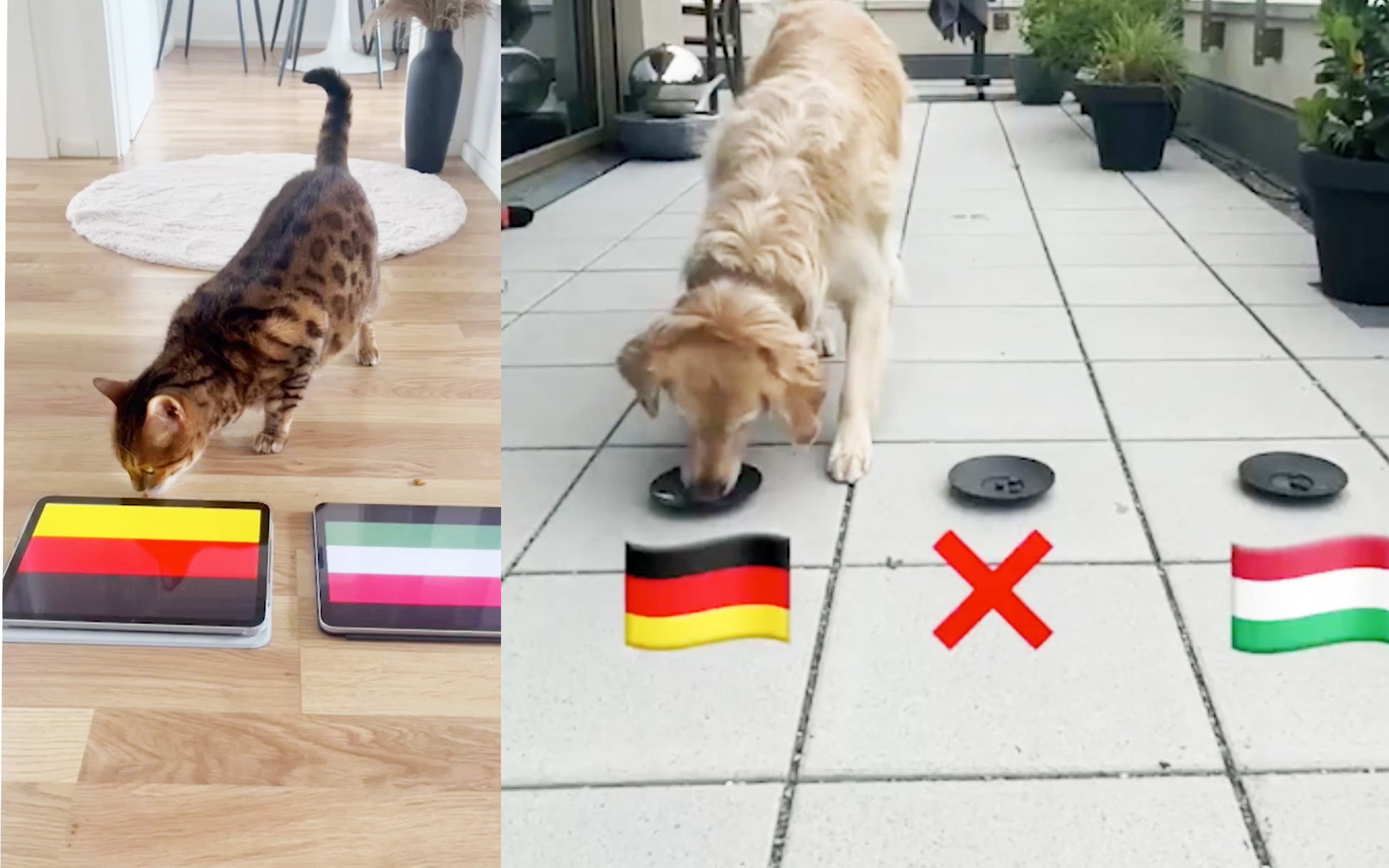 Chó Golden, mèo Mina đều dự đoán tuyển Đức thắng Hungary