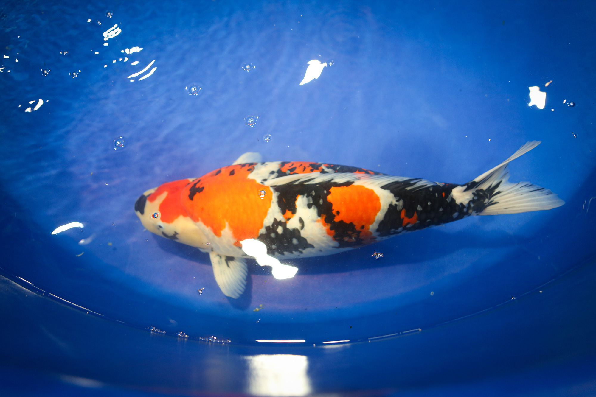 ត្រីខជិត ៦០០ ក្បាលបានចូលរួមកម្មវិធីប្រកួតសម្រស់ត្រី ដែលខ្លះមានតម្លៃជាង ១ ពាន់លានដុង - រូបថត ៥. Gần 600 con cá koi tham gia cuộc thi ‘hoa hậu’ cá, có con trị giá hơn 1 tỉ đồng- Ảnh 5.