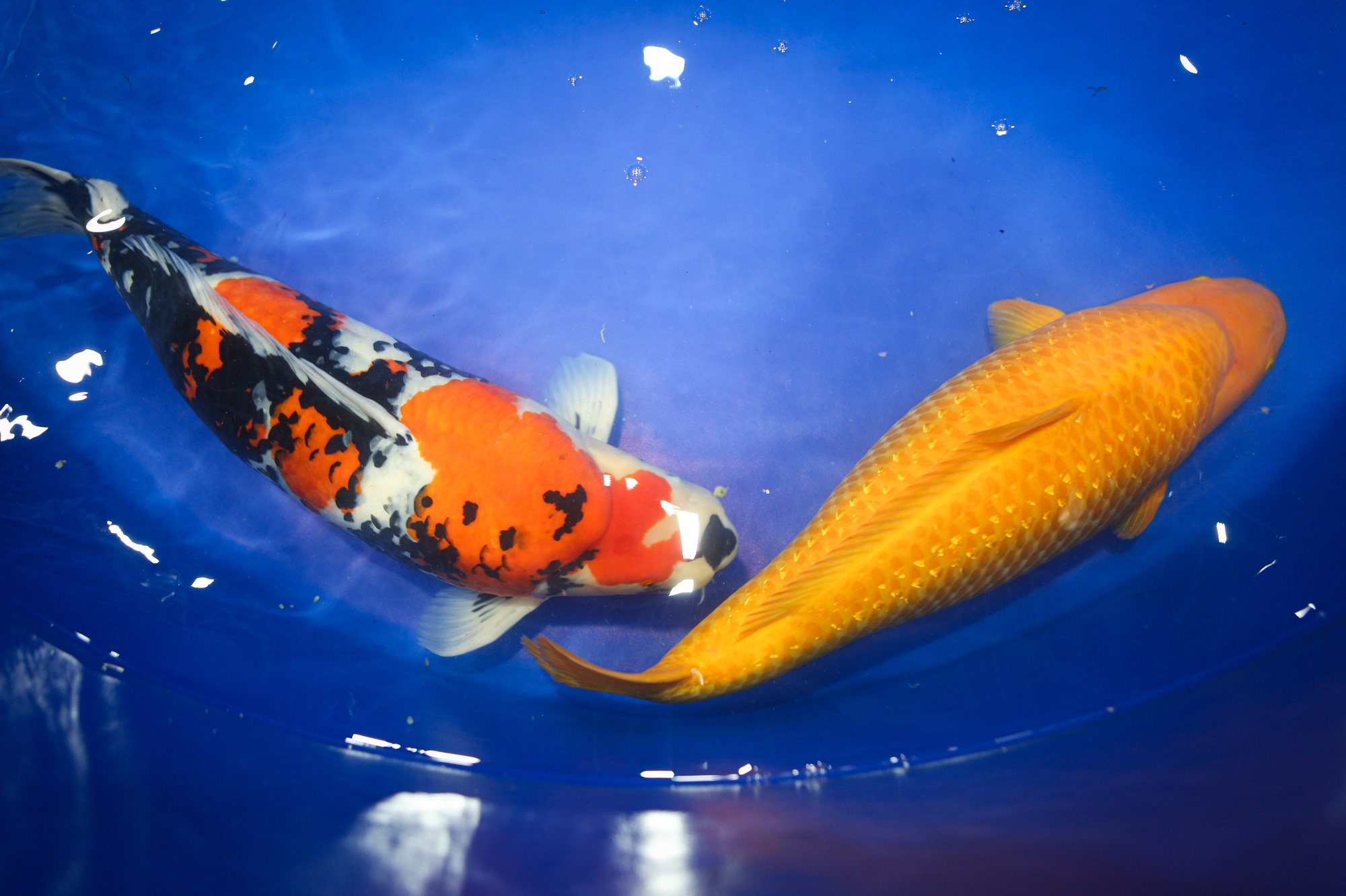 ត្រីខជិត ៦០០ ក្បាលបានចូលរួមកម្មវិធីប្រកួតសម្រស់ត្រី ខ្លះមានតម្លៃជាង ១ ពាន់លានដុង - រូបថត ៤. Gần 600 con cá koi tham gia cuộc thi ‘hoa hậu’ cá, có con trị giá hơn 1 tỉ đồng- Ảnh 4.