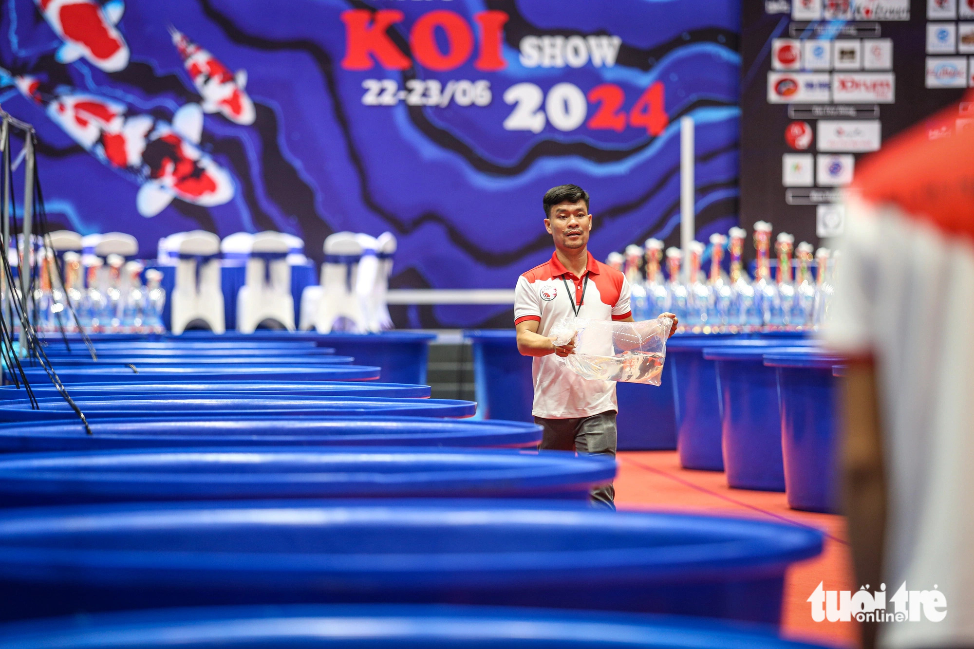 ត្រីគល់រាំងជិត៦០០ក្បាលបានចូលរួមកម្មវិធីប្រកួតសម្រស់ត្រីដែលខ្លះមានតម្លៃជាង១ពាន់លានដុង - រូបថត២. Những con cá tham gia thi đấu được vận chuyển từ nhiều tỉnh thành đến TP.HCM, sau đó được chăm sóc, hồi sức để đạt phong độ tốt nhất - Ảnh: PHƯƠNG QUYÊN