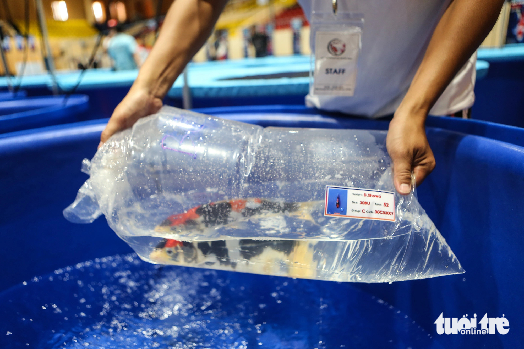 ត្រីខជិត ៦០០ ក្បាលបានចូលរួមក្នុងកម្មវិធីប្រកួតសម្រស់ត្រី ដែលខ្លះមានតម្លៃជាង ១ ពាន់លានដុង - រូបថត ៣. Cuộc thi cá koi được tổ chức thành 3 bảng, bảng A gồm những con cơ bản của cá koi là loại kohaku, showa và sanke; bảng C là bảng những dòng cá koi đơn sắc (hikarimuji mono), gồm các màu: vàng, đỏ, đen, nâu và trắng; những dòng còn lại đưa vào bảng B - Ảnh: PHƯƠNG QUYÊN