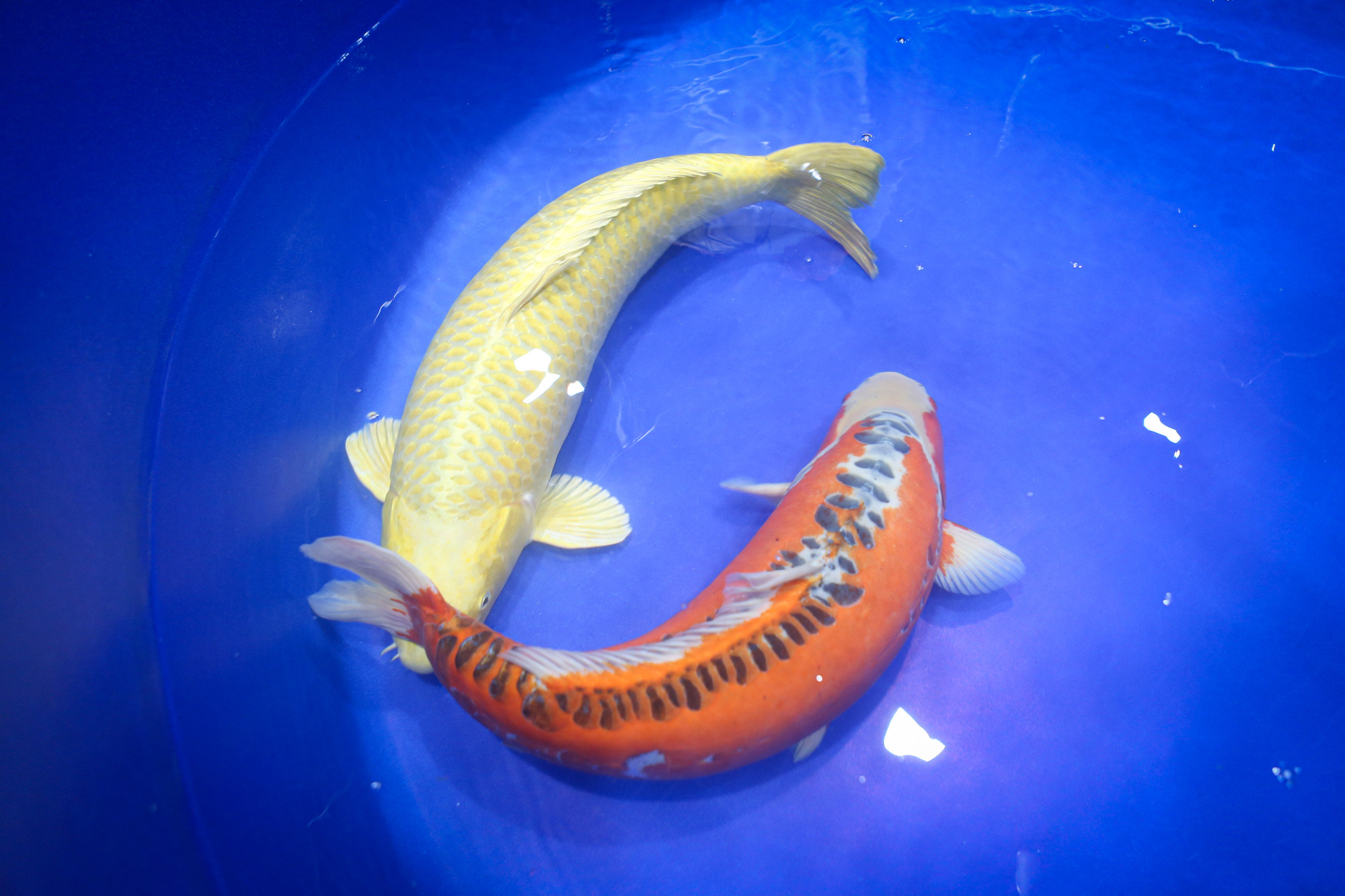 ត្រីខជិត ៦០០ ក្បាលបានចូលរួមកម្មវិធីប្រកួតសម្រស់ត្រី ខ្លះមានតម្លៃជាង ១ ពាន់លានដុង - រូបថត ៦. Gần 600 con cá koi tham gia cuộc thi ‘hoa hậu’ cá, có con trị giá hơn 1 tỉ đồng- Ảnh 6.