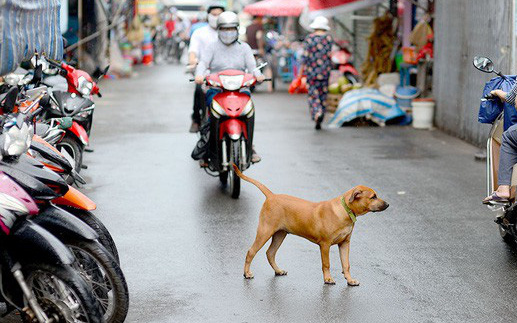 Sở thích nuôi chó làm khổ cả xóm: Tổ dân phố cần có vai trò giúp người dân báo tin- Ảnh 4. Mình thích nuôi chó, sao bắt cả xóm phải khốn khổ?