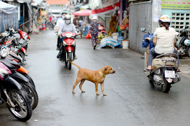 Nhiều người nuôi chó còn để chó chạy rông ra đường và không đeo rọ mõm, nguy cơ lan truyền bệnh dại rất lớn khi mới chỉ có 58% chó được tiêm phòng