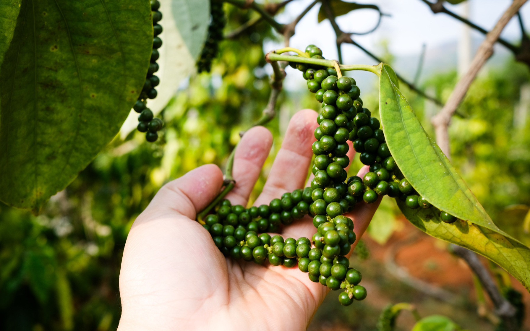 Giá hồ tiêu giảm sốc sau khi lập đỉnh: Điều gì đang xảy ra?- Ảnh 2. Giá hồ tiêu tăng cao và có khả năng lên nữa