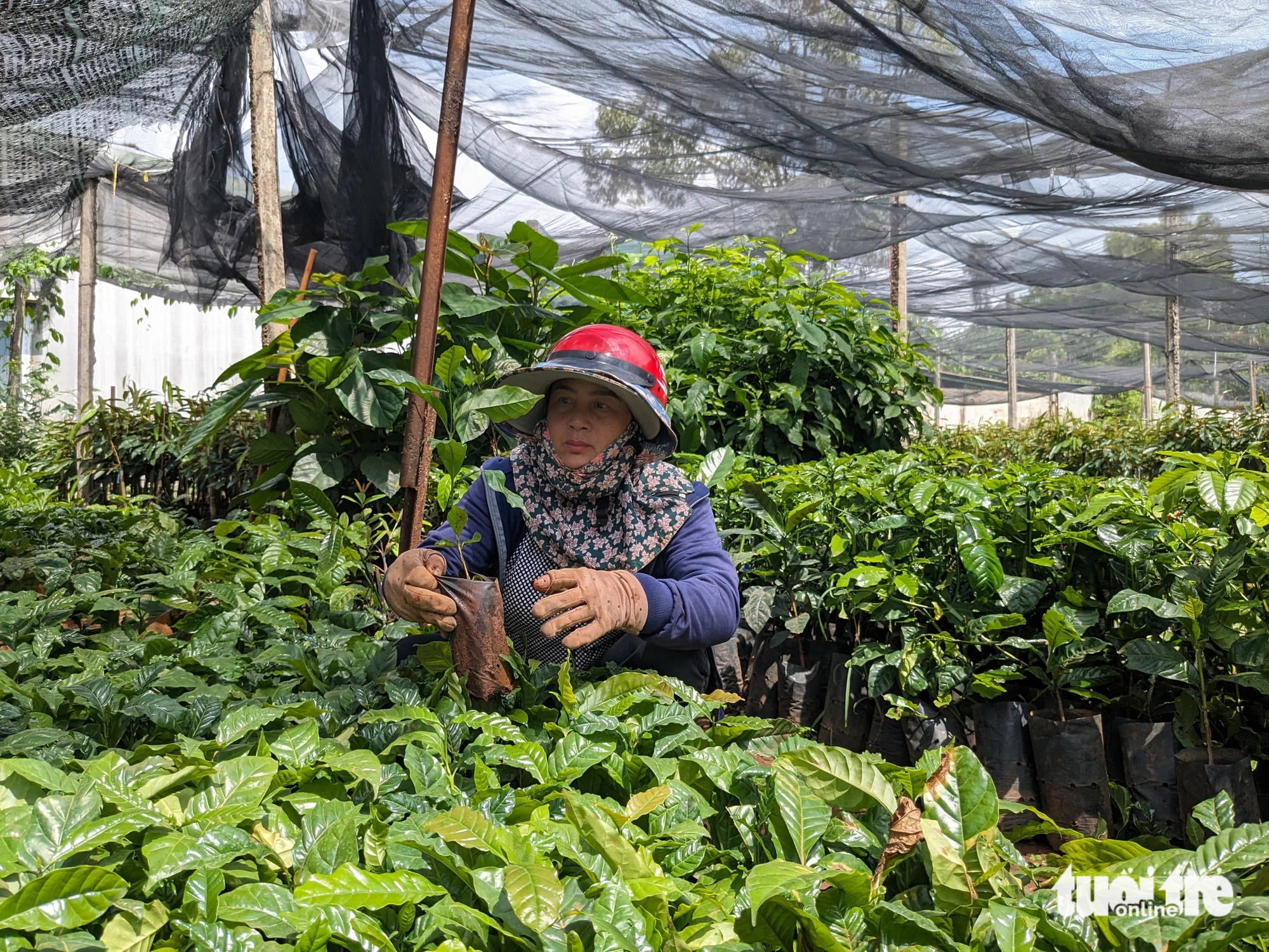 Cà phê giống 'cháy hàng' theo đà tăng giá cà phê nhân- Ảnh 1. Người dân chọn mua cà phê giống tại vườn ươm ở xã Biển Hồ (TP Pleiku, tỉnh Gia Lai) - Ảnh: TẤN LỰC