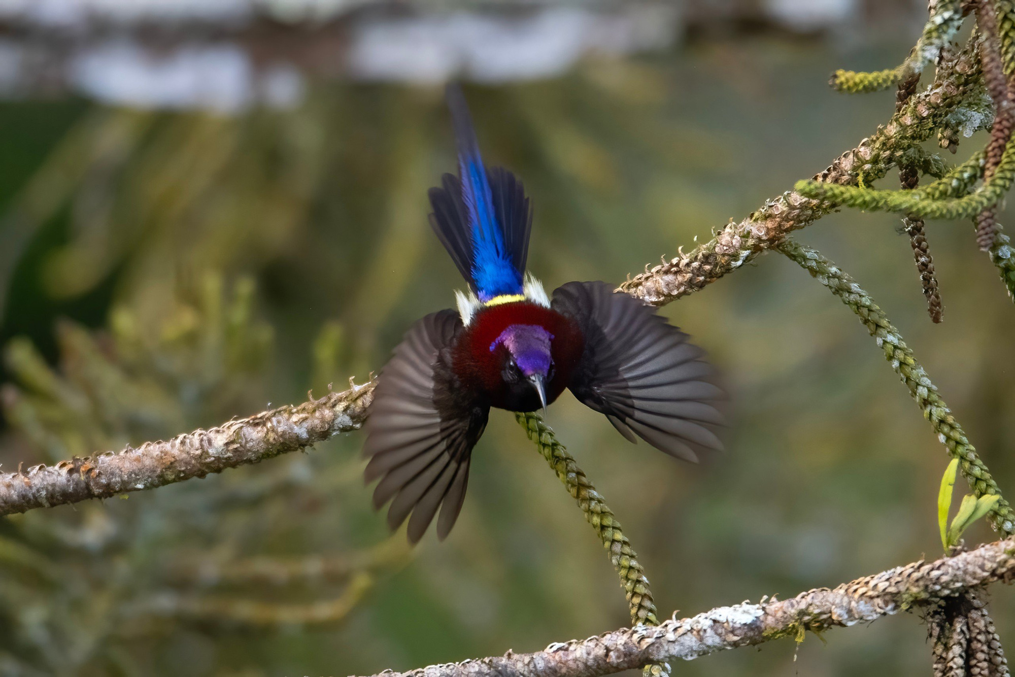 Chim Black-Throated Sunbird - Ảnh: Dương Trấn Hải