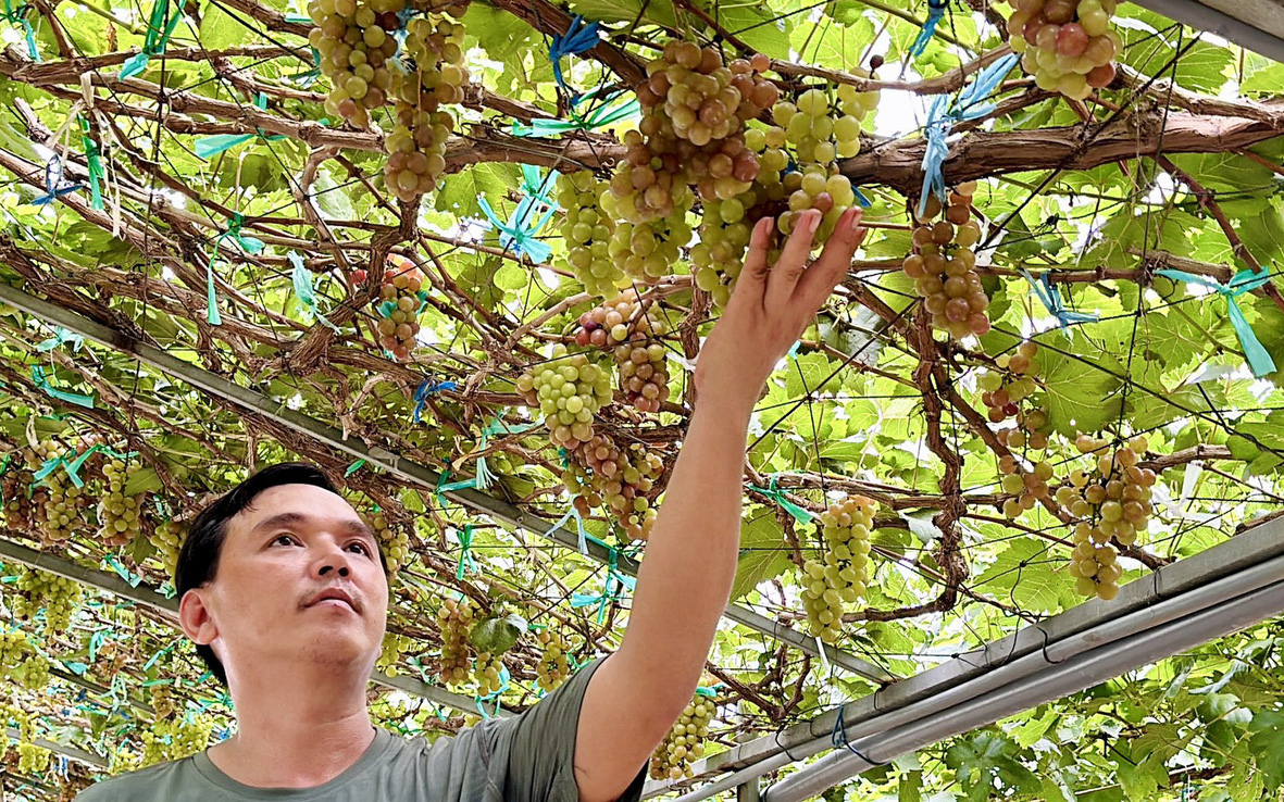 Vườn nho trĩu quả giữa sông Tiền đón khách tham quan miễn phí