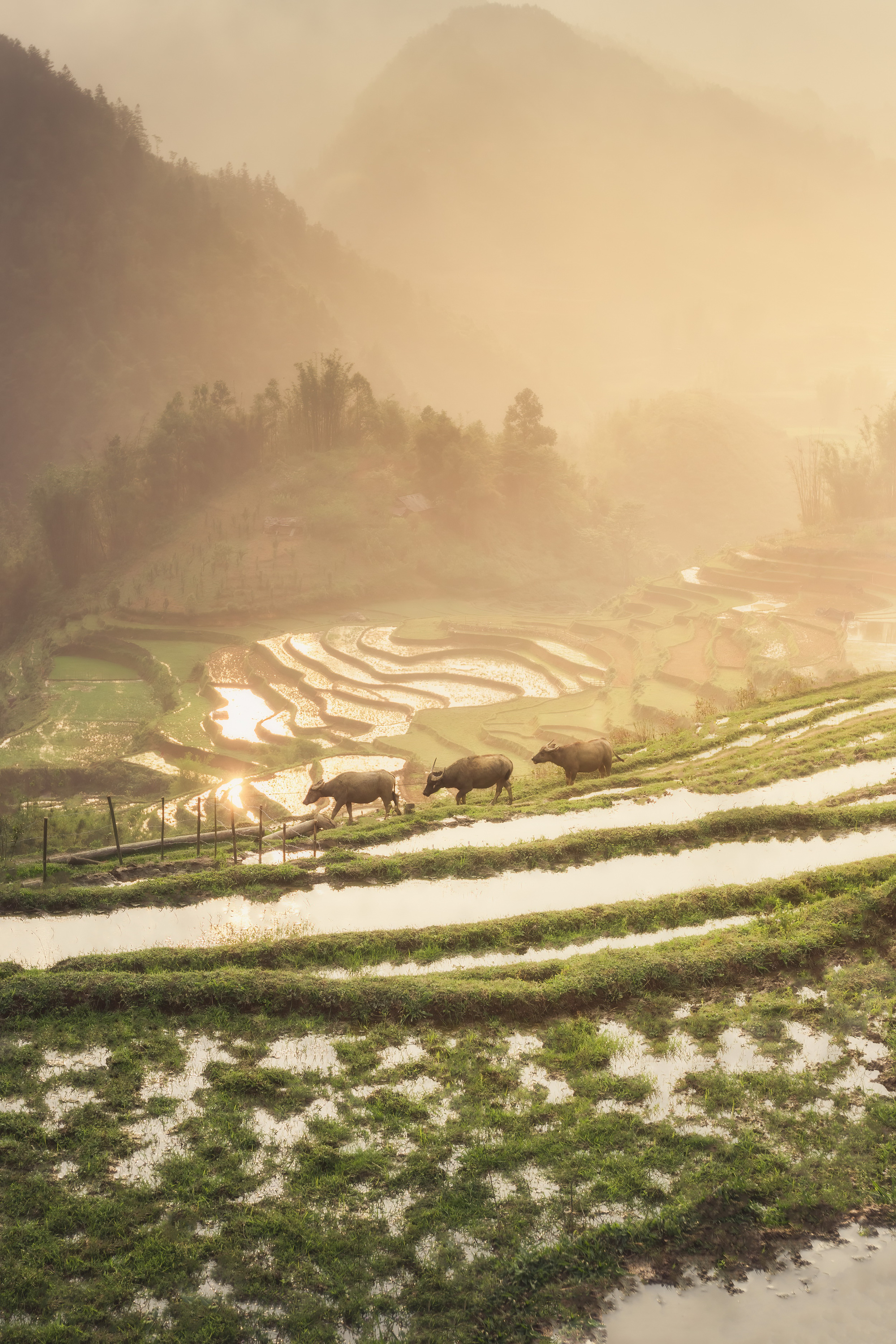 ក្របីដើរលើវាលស្រែក្នុងរដូវទឹកជំនន់នៅ Sa Pa - រូបថត៖ Harry Bradley Đàn trâu đi trên đồng lúa mùa nước đổ Sa Pa - Ảnh: HARRY BRADLEY