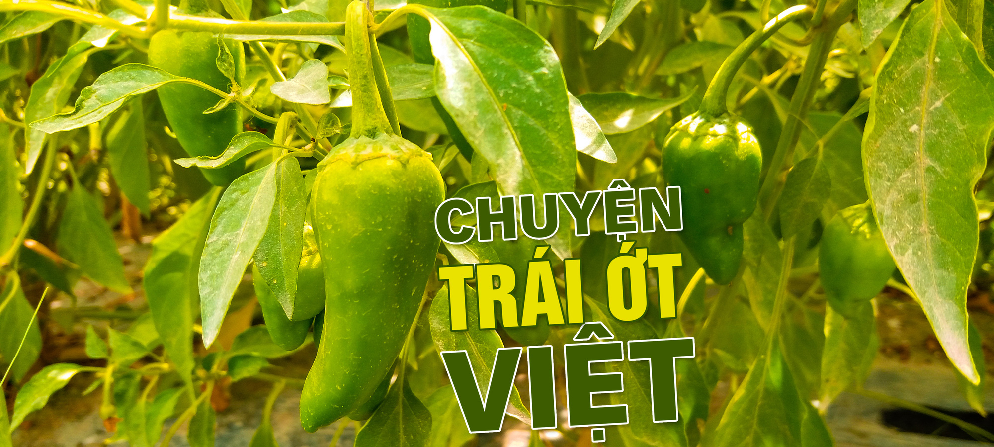 Ăn cay và xứ sở - Ảnh 24.