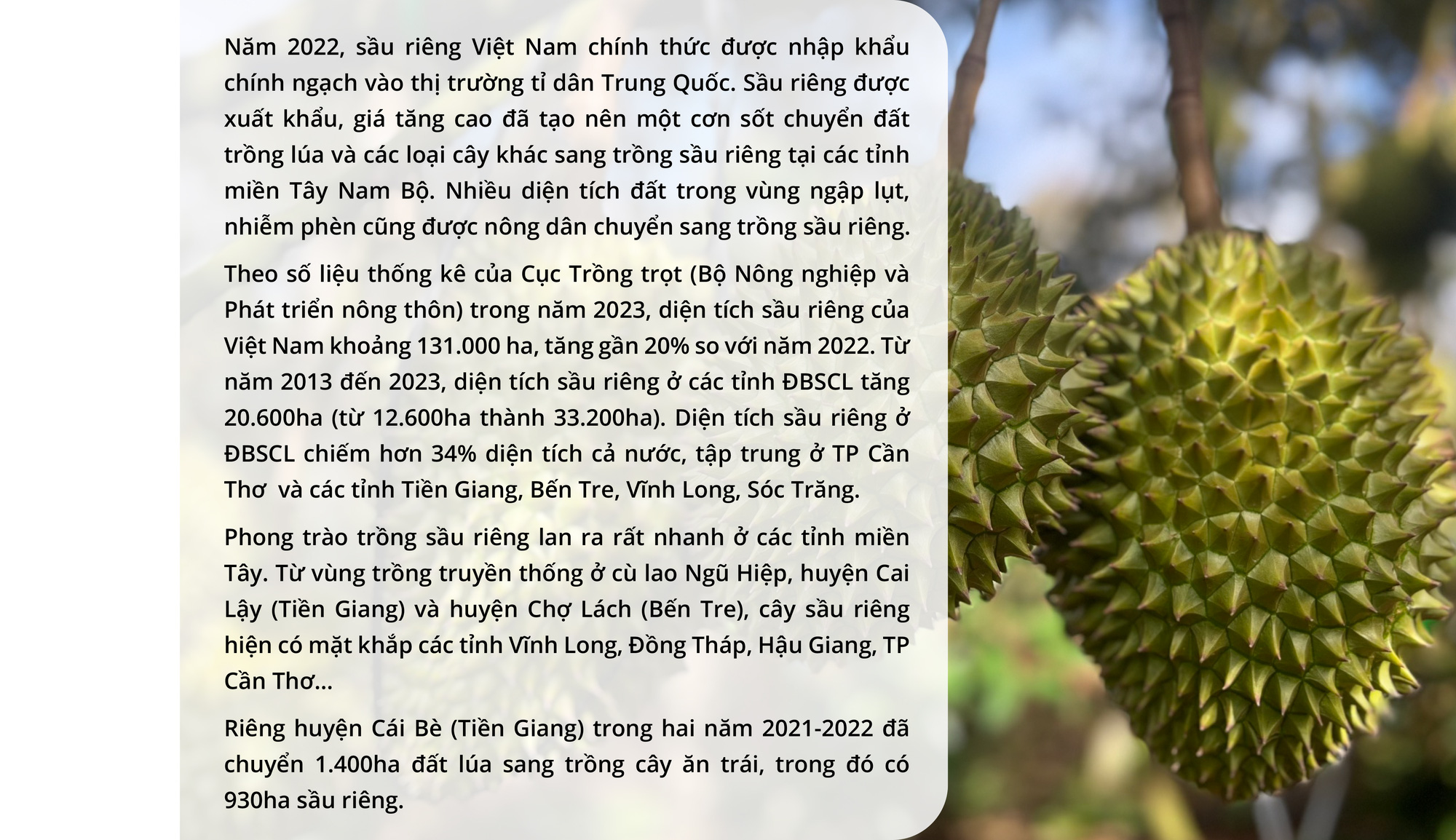 Canh bạc sầu riêng - Ảnh 6.