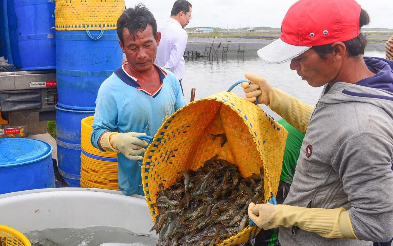 Vì sao tôm Việt Nam chế biến luôn dẫn đầu 'đường đua' xuất khẩu?- Ảnh 5. Ấn Độ và Ecuador bán tôm cho Trung Quốc giá rẻ nhất 10 năm qua, tôm Việt Nam bán sao?