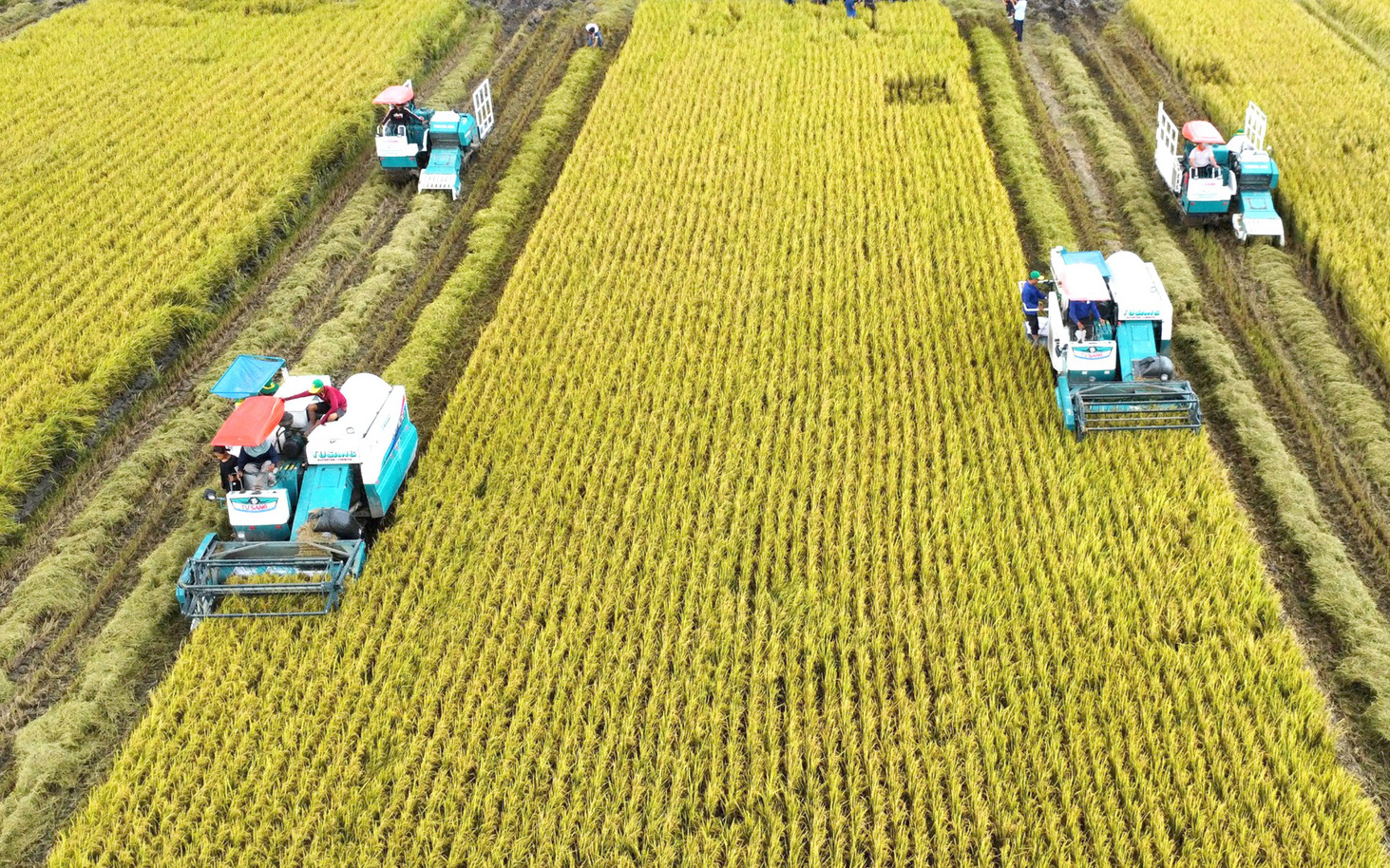 Hơn 500 triệu đồng thưởng cho các giải báo chí viết về tam nông- Ảnh 2. Làm cho được 1 triệu ha lúa chất lượng cao