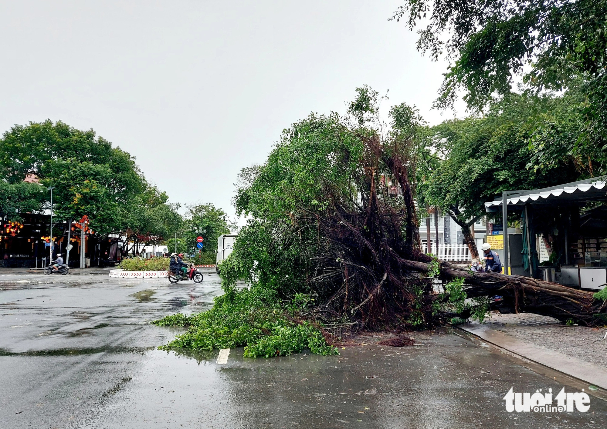 Hôm nay mưa dông làm cây xanh ở TP Rạch Giá bị ngã đổ - Ảnh: CHÍ CÔNG