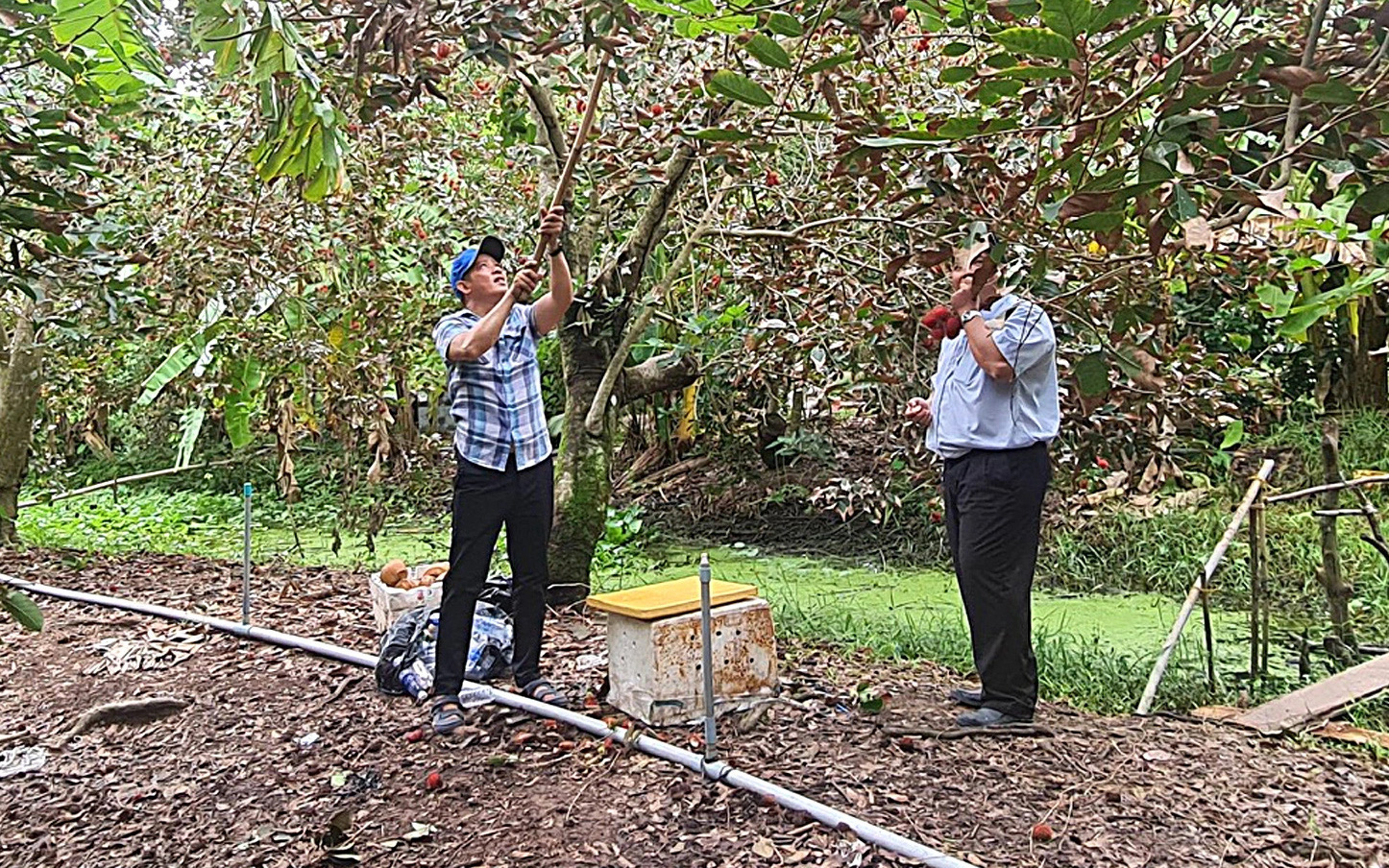 Du lịch vườn trái và đắng lòng... ăn trái cây xứ khác- Ảnh 3. Lùm xùm khách du lịch tố bỏ tiền đi thăm vườn trái cây mà vườn... trống hoác