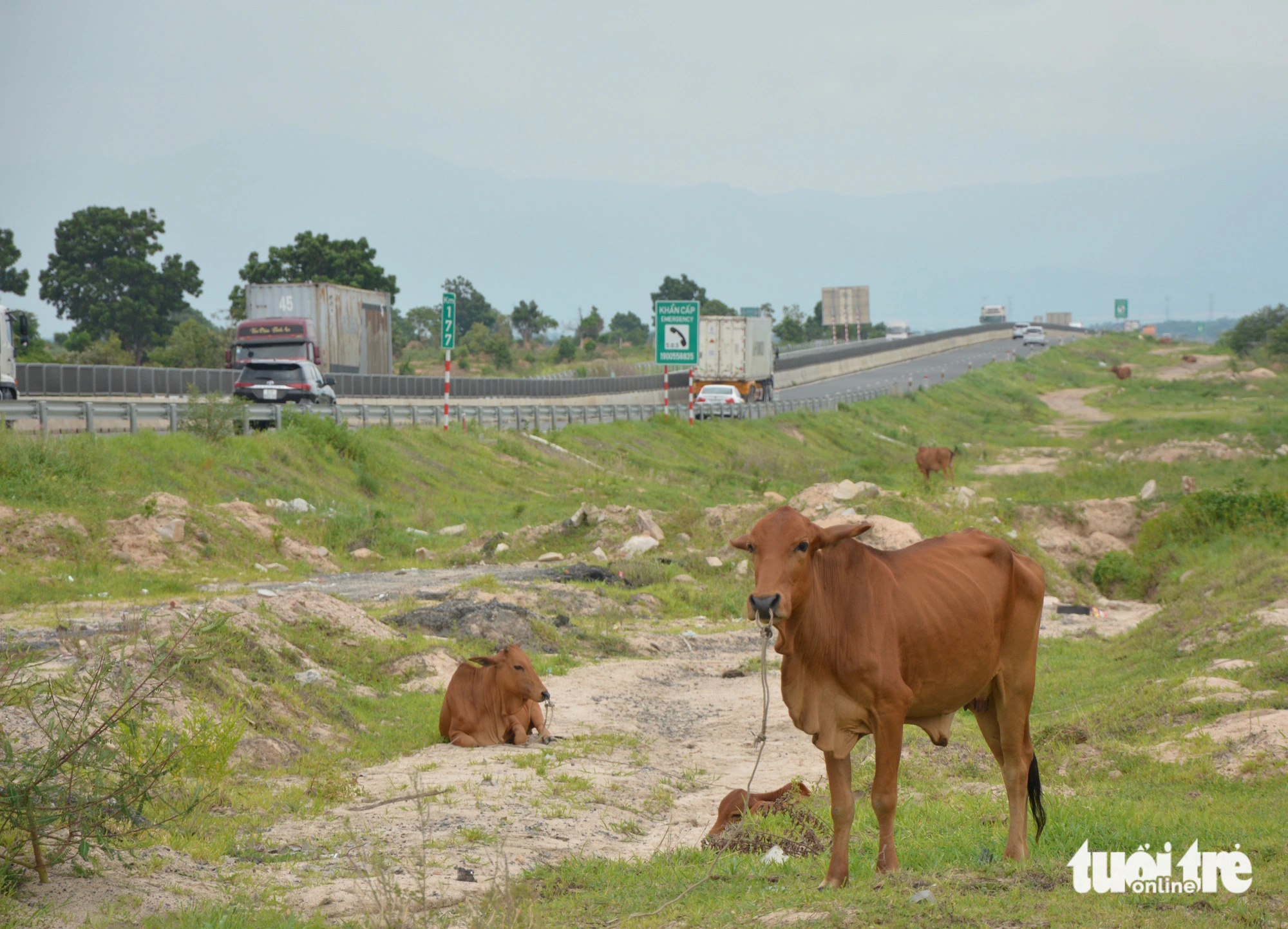 Đàn bò được cột dây ăn cỏ bên trong dự án cao tốc Vĩnh Hảo - Phan Thiết lúc chiều 26-7, đoạn thuộc Km177 - Ảnh: ĐỨC TRONG