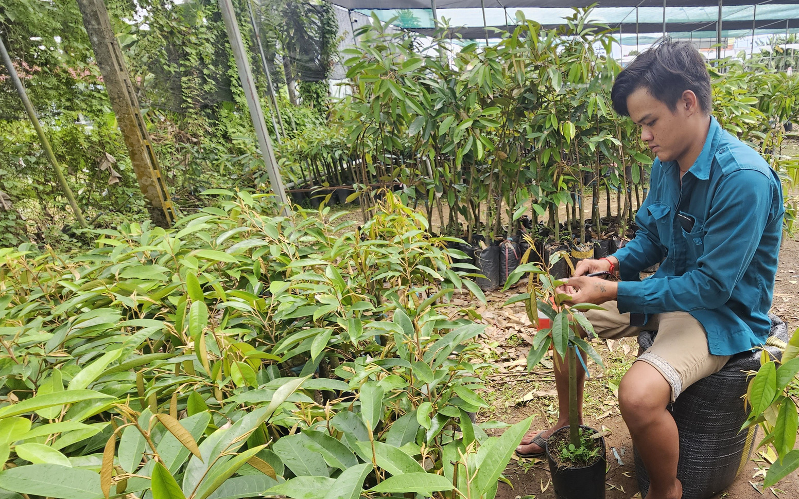 Tin tức sáng 30-7: Nữ ủy viên Ban Thường vụ Thành ủy Hà Nội, TP.HCM được nghỉ hưu ở tuổi cao hơn- Ảnh 7. Tin tức sáng 29-7: Giá giống sầu riêng tăng gấp đôi; Sốt xuất huyết tại Hà Nội, TP.HCM tăng