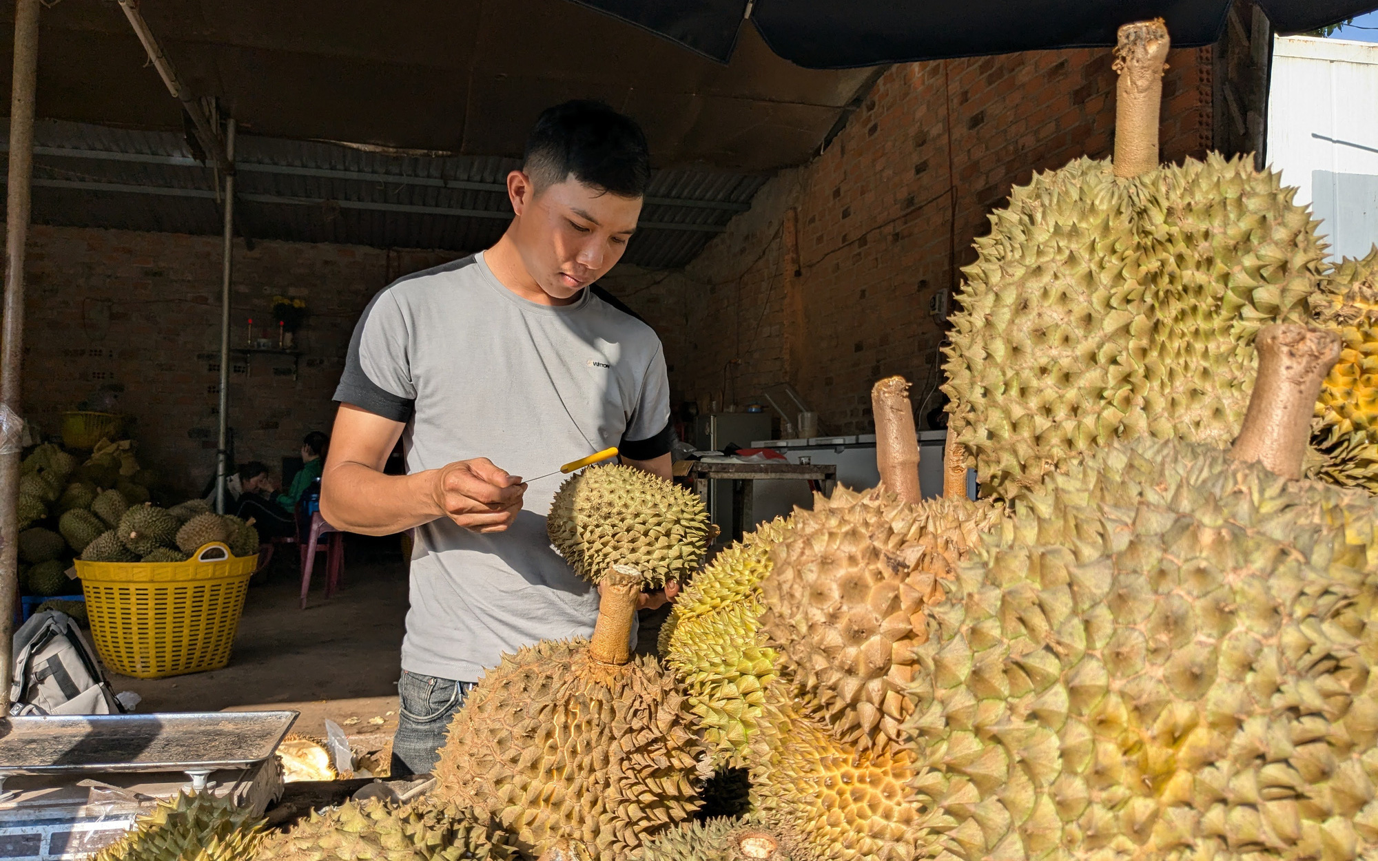 Thời tiết hôm nay 17-8: Nắng nóng ‘bủa vây’ Trung Bộ, Nam Bộ nắng gián đoạn- Ảnh 2. Sầu riêng sượng múi vì mưa kéo dài, giá rớt còn 20.000 - 30.000 đồng/kg