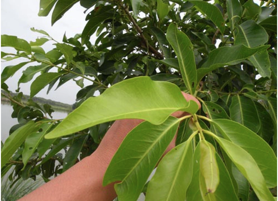 Nước lá vối tốt cho sức khỏe, nhưng uống nhiều có hại ra sao?- Ảnh 1. Lá vối có tác dụng giải khát và chữa bệnh - Ảnh minh họa