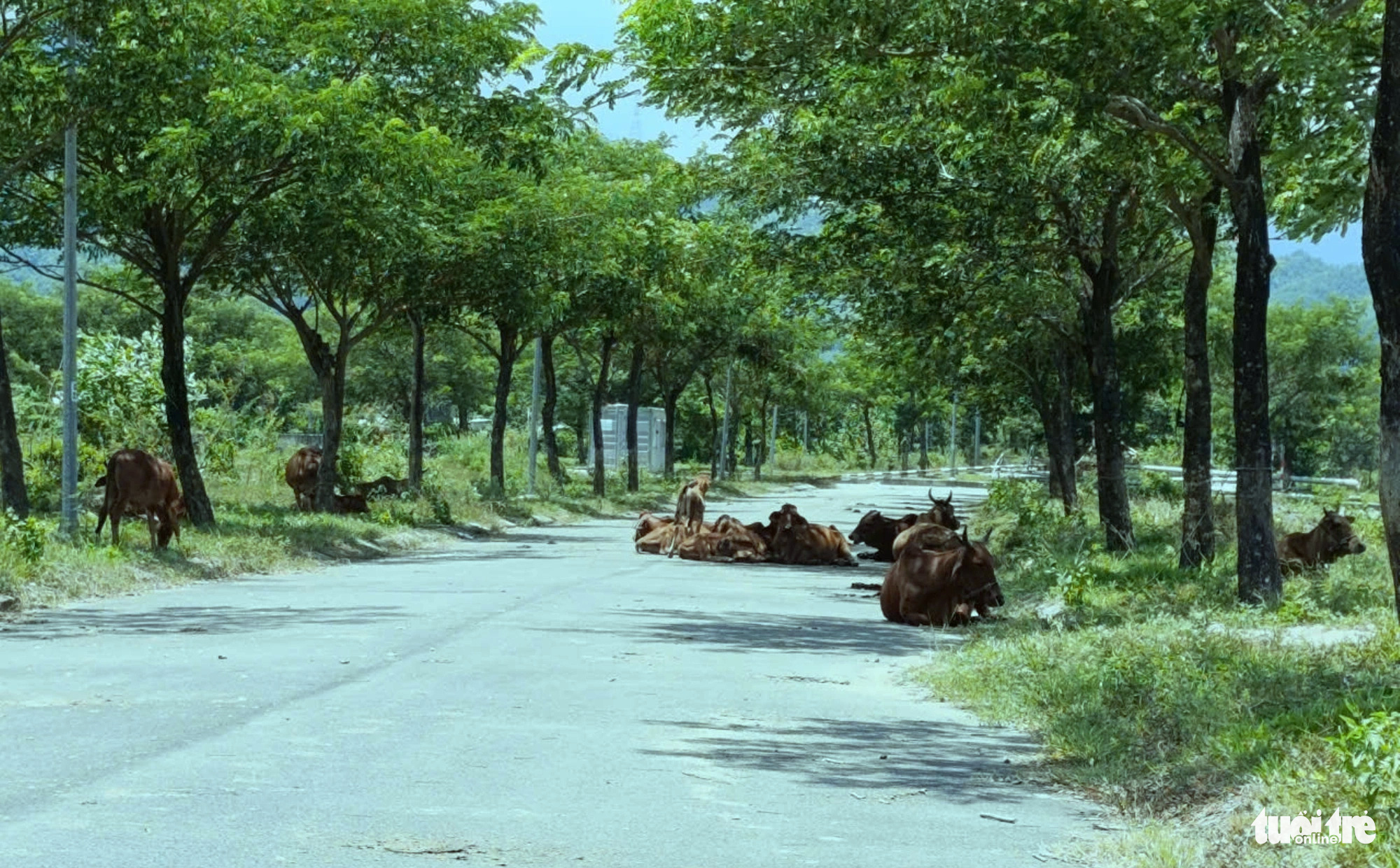 Một con đường trong dự án thành chỗ chăn thả bò - Ảnh: ĐOÀN CƯỜNG