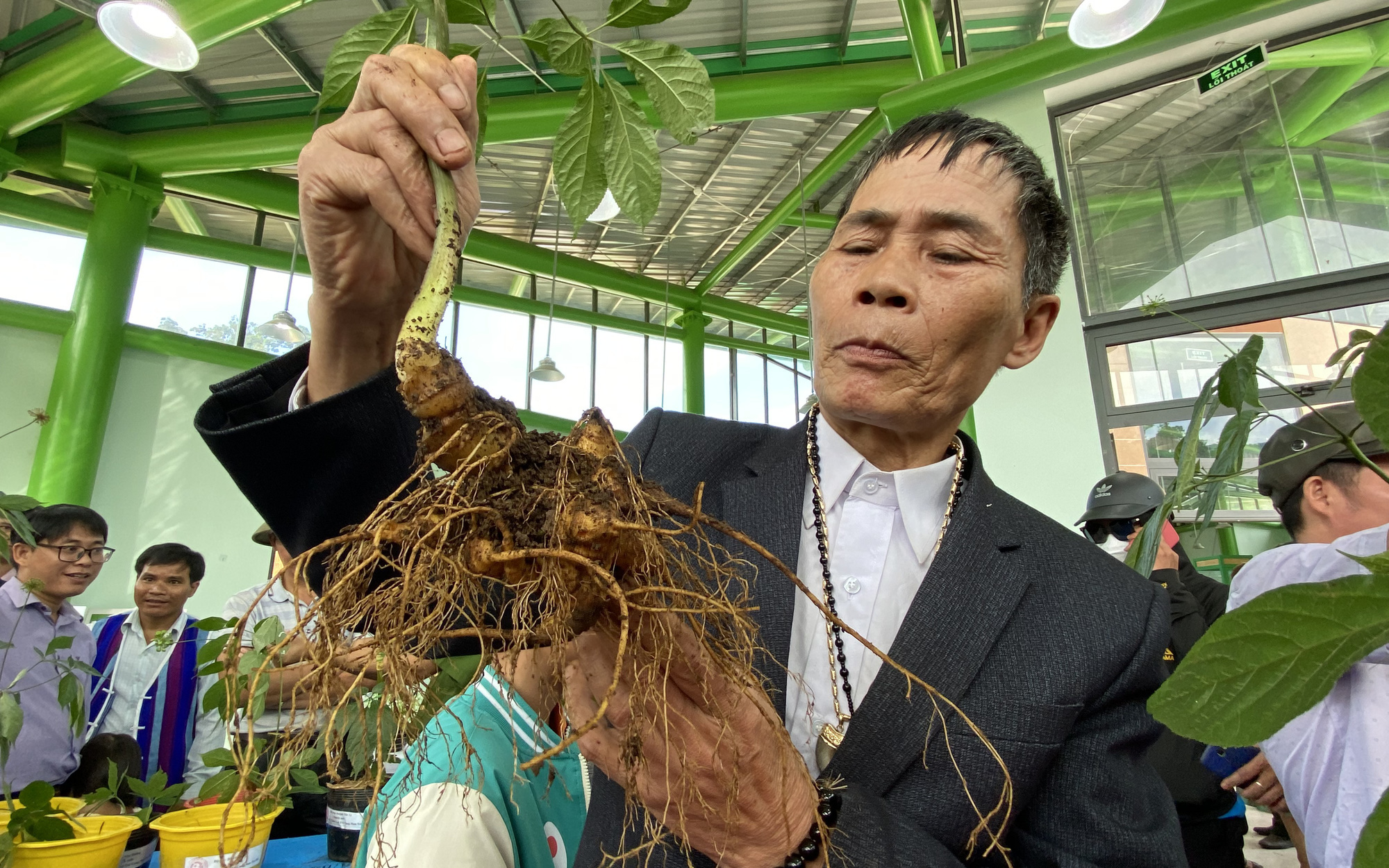 Vườn sâm Ngọc Linh liên tục bị trộm, người trồng lo lắng - Ảnh 2.
