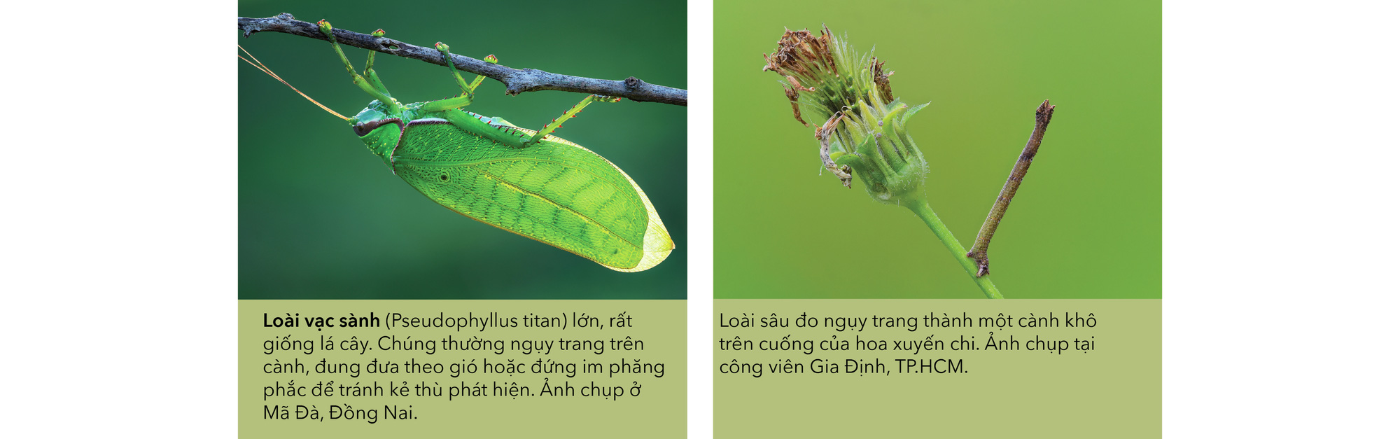 Thiên nhiên hoang dã Việt Nam qua ống kính macro: Nhữg bậc thầy biến hình - Ảnh 4.