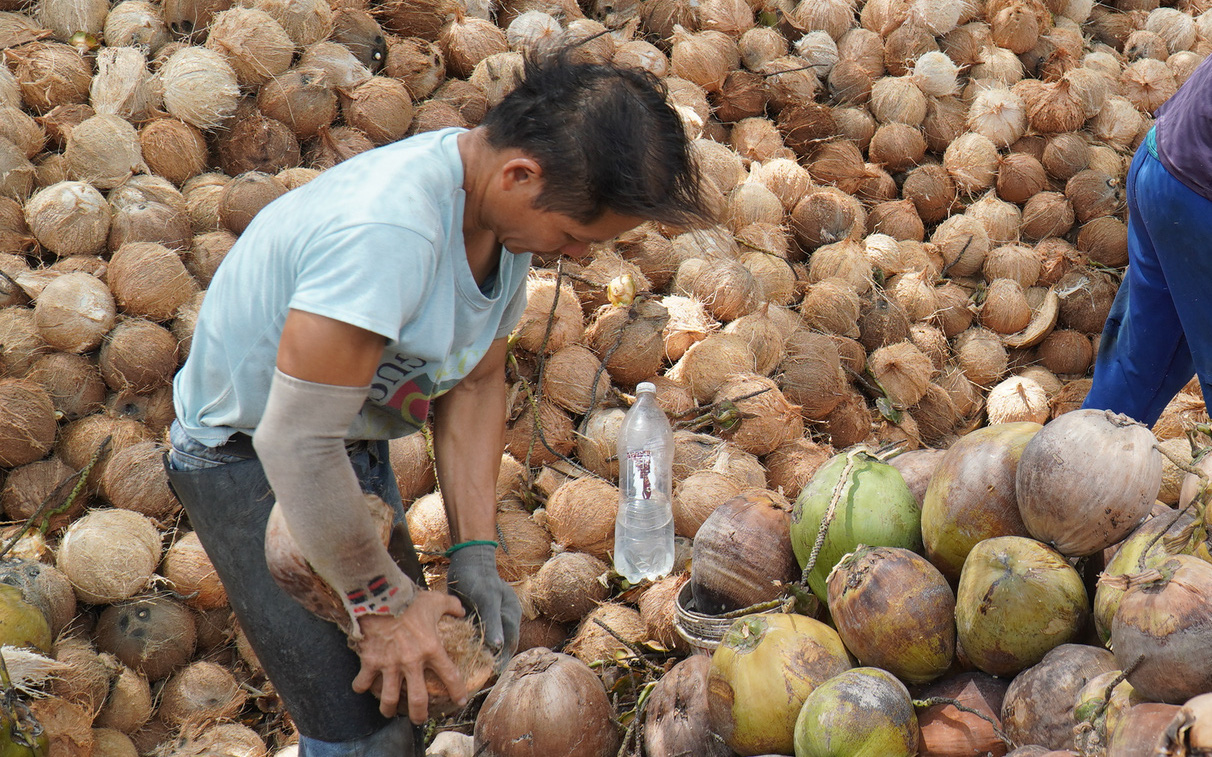 Nông dân phấn khởi vì dừa khô tăng giá gấp đôi dịp Tết - Ảnh 4.
