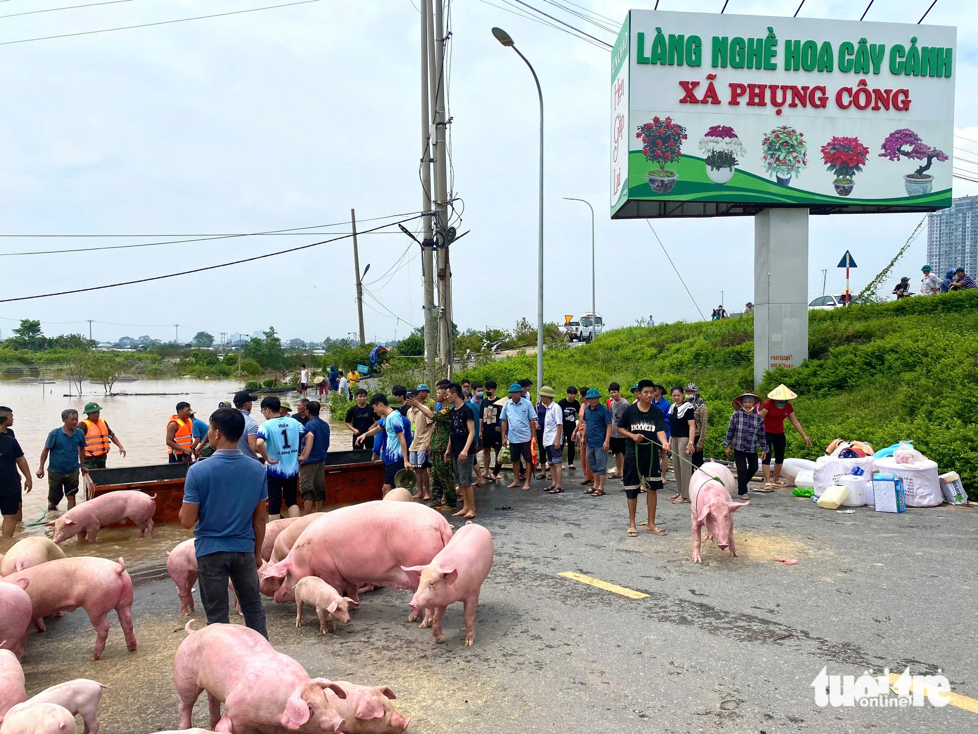 Cây cảnh tiền tỉ bị nước lũ nhấn chìm, người dân tập trung giải cứu hàng nghìn con lợn trước - Ảnh 7.