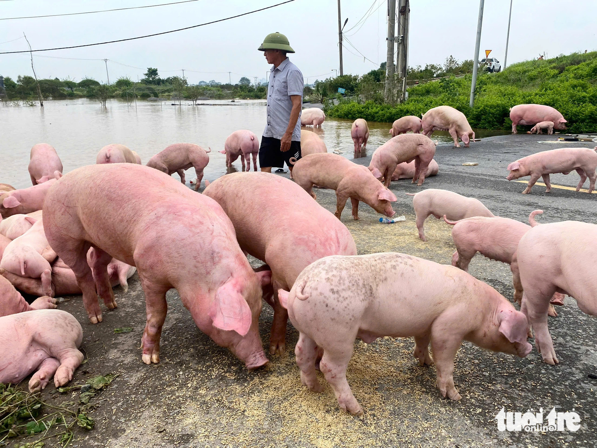 Cây cảnh tiền tỉ bị nước lũ nhấn chìm, người dân tập trung giải cứu hàng nghìn con lợn trước - Ảnh 10.