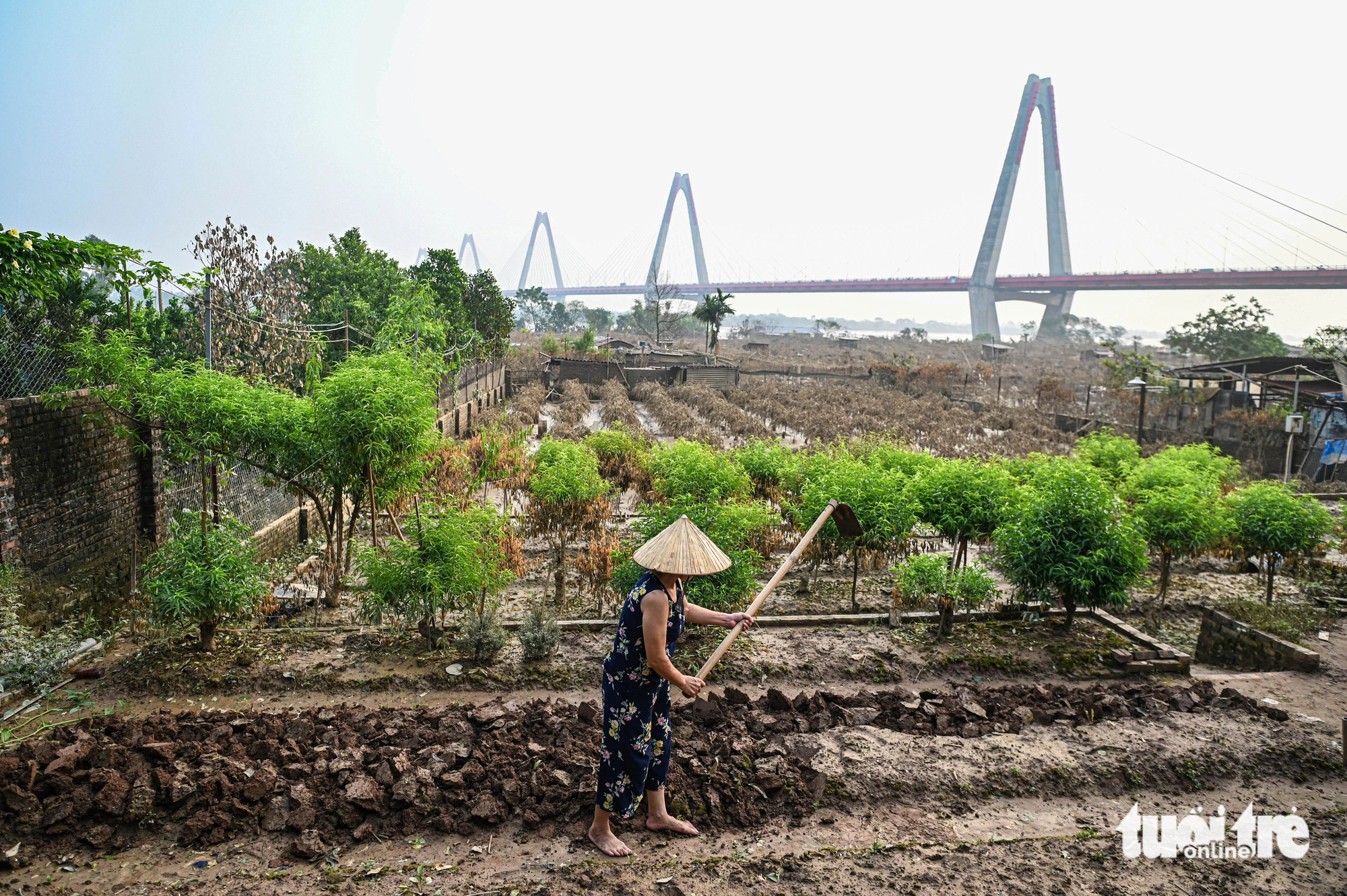 Hàng chục nghìn gốc đào ở làng Nhật Tân, Phú Thượng bị 'xóa sổ' do lũ sông Hồng - Ảnh 5.