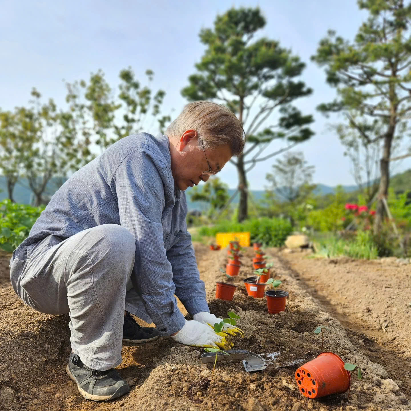 Cựu tổng thống Hàn Quốc Moon Jae In thích thú làm nông tại quê nhà  - Ảnh 3.