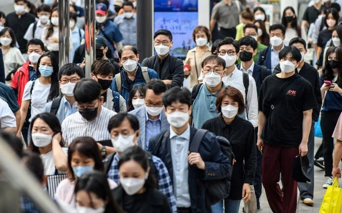 26.000 ha ruộng lúa bị rầy phá hoại, Chính phủ Hàn Quốc mua toàn bộ - Ảnh 2.