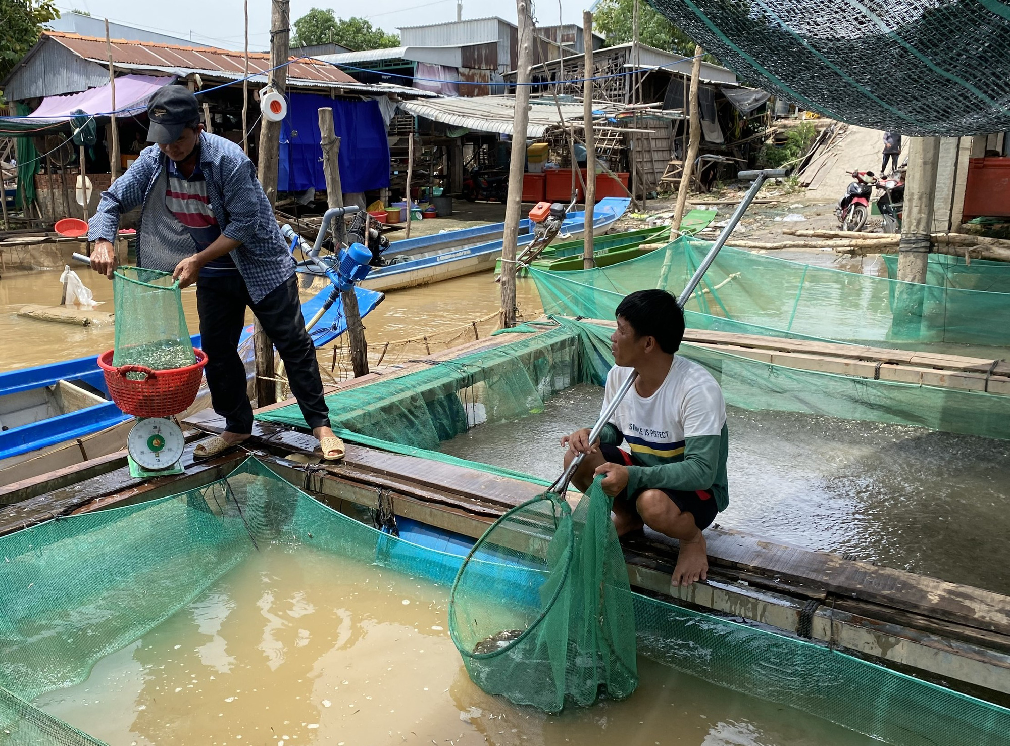 Sau bão Yagi, nước lũ từ thượng nguồn đổ về Đồng bằng sông Cửu Long trong 1 tuần nữa? - Ảnh 3.