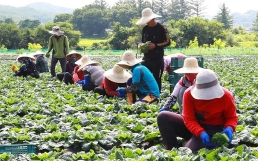 Đề nghị Công an xác minh công ty đưa lao động đi Hàn Quốc không phép - Ảnh 1.