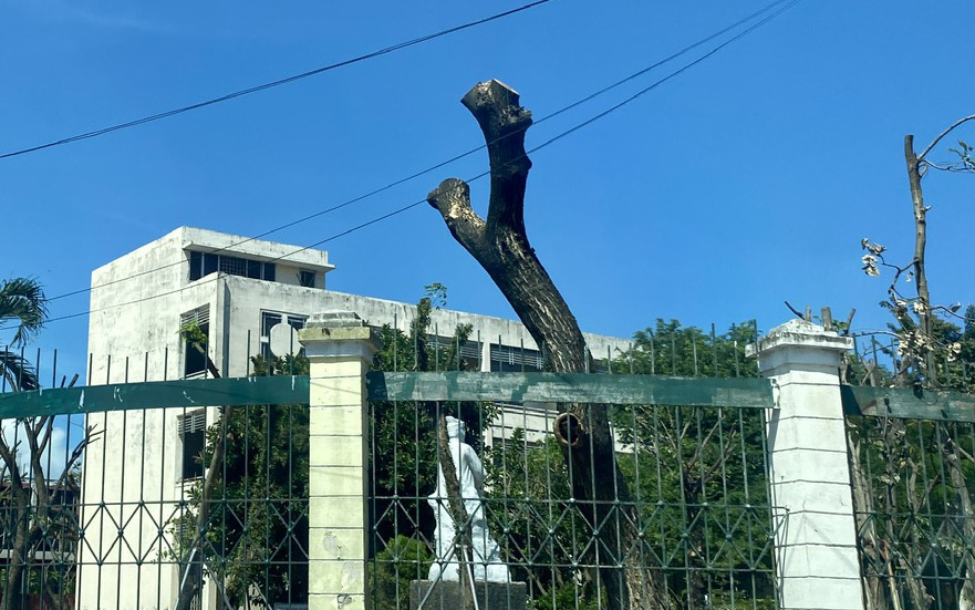Chấn chỉnh cắt cây xanh 'cụt lủn' ở trường học, tuyến quốc lộ 1 - Ảnh 4.