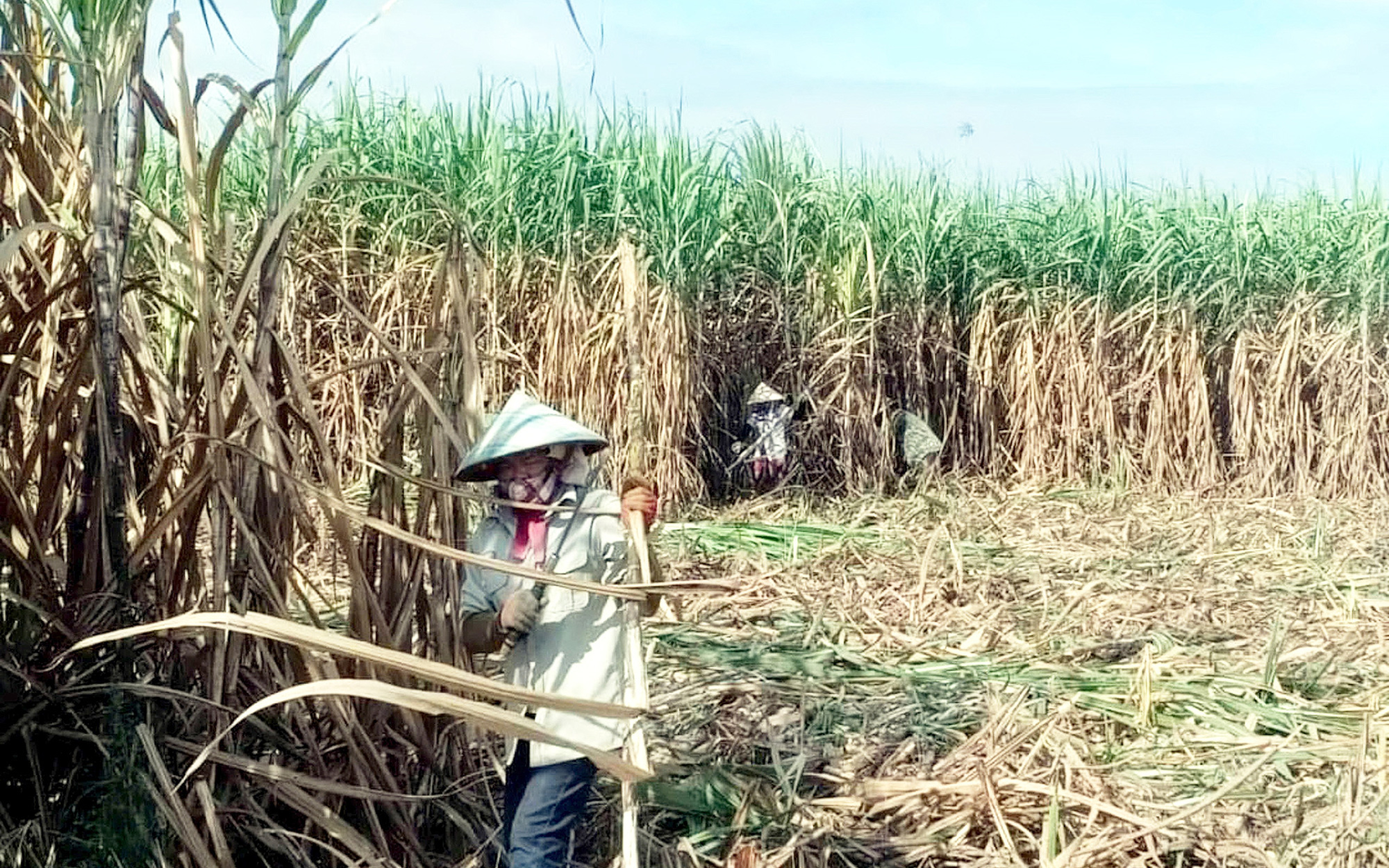 Sau đại hội, vợ đại gia Đặng Văn Thành trở lại công ty mía đường TTC AgriS làm thành viên HĐQT - Ảnh 2.