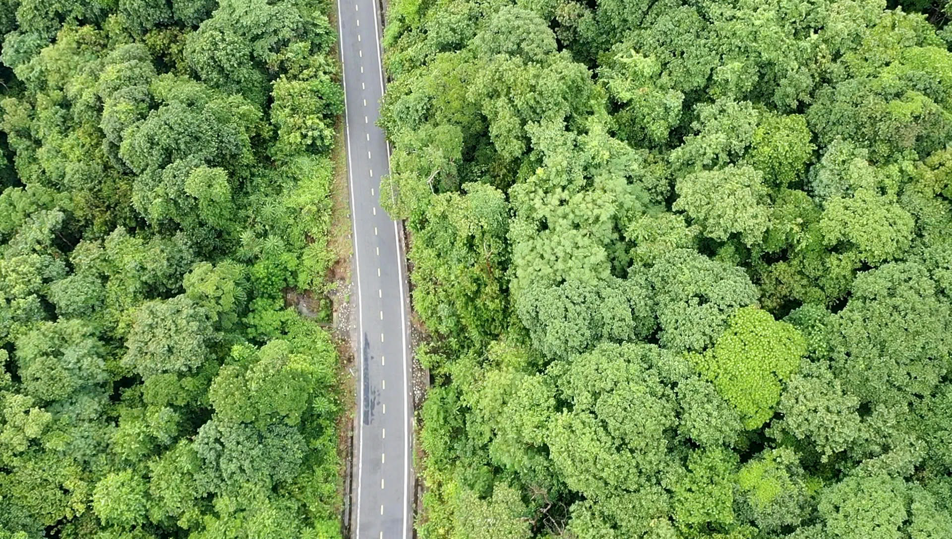 Travel across Con Dao island to see old forests and ancient trees in ...