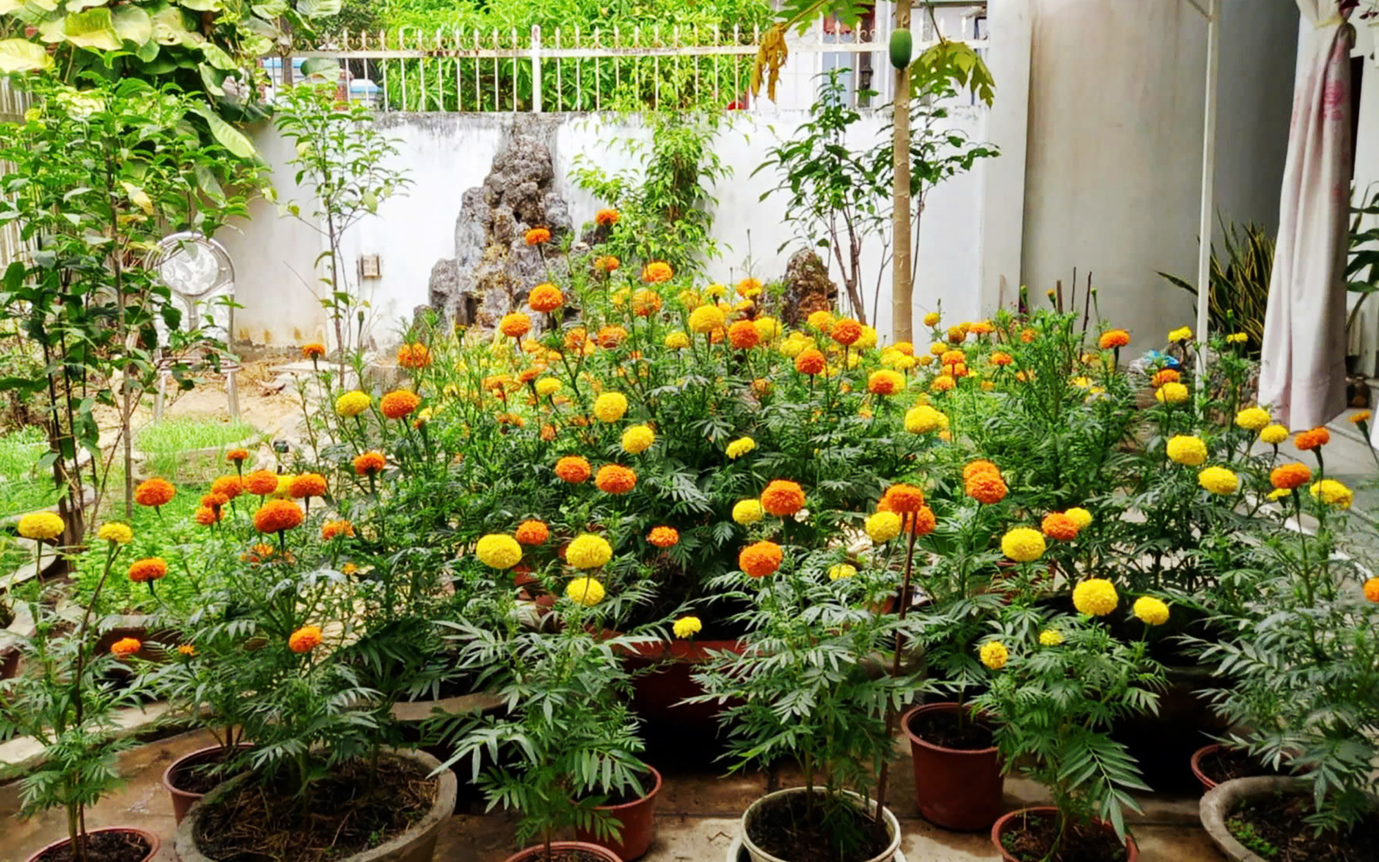 Tết về, nhớ luống cúc vạn thọ bà gieo đúng dịp để đón xuân sang - Ảnh 4.
