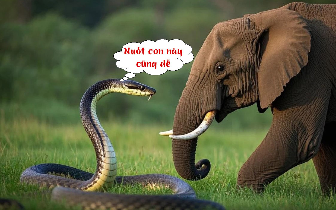Câu tục ngữ, thành ngữ 'khó nhằn' này là gì? (P84) - Ảnh 3.