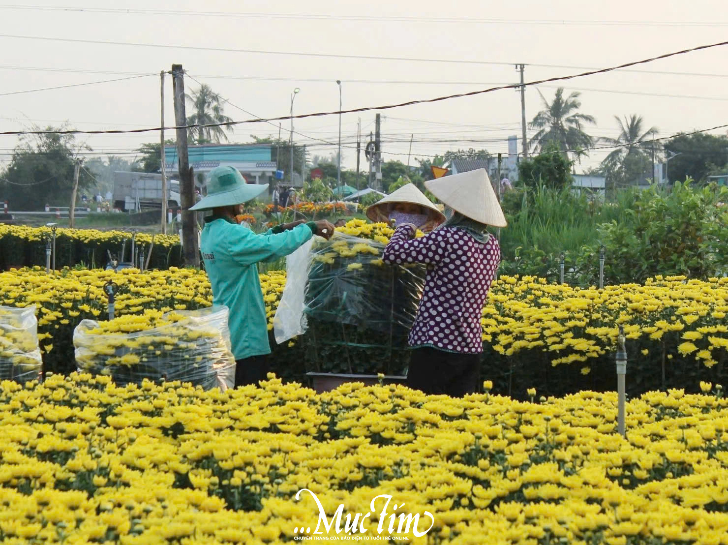 Không khí Tết tưng bừng tại làng hoa Thạnh Trị (Tiền Giang)- Ảnh 1.