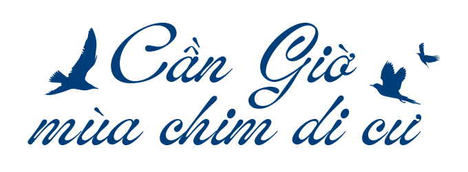 Về Cần Giờ xem chim biển di cư- Ảnh 1.