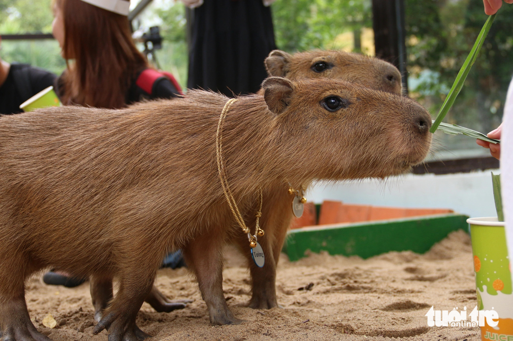 'Giao lưu' với gia đình 'ngoại giao' capybara tại Thảo cầm viên - Tuổi ...