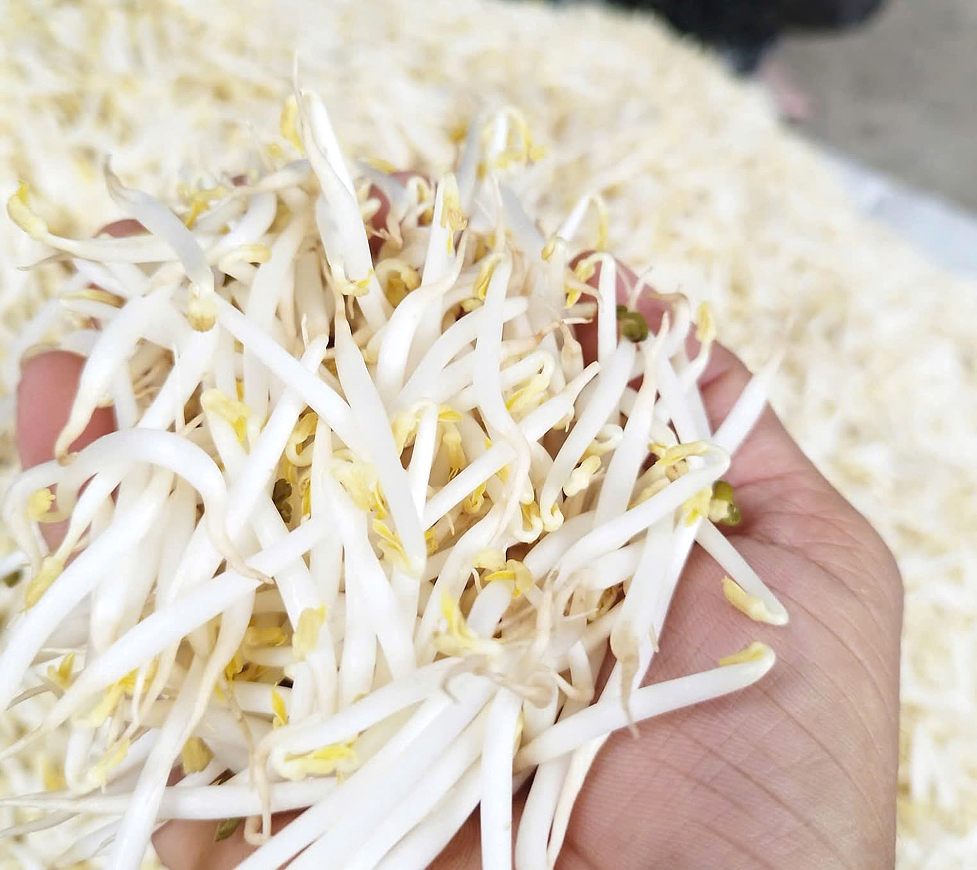 Những thực phẩm dễ bị 'tẩm độc' hóa chất - Ảnh 1. Những thực phẩm dễ bị 'tẩm độc' hóa chất - Ảnh 1.