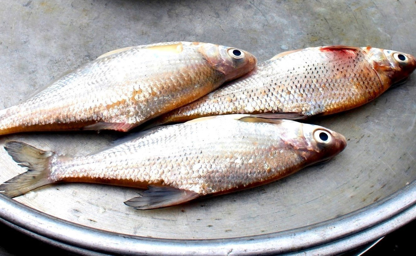 Dapatkan keberuntungan di awal tahun dengan cita rasa bubur belut Quang Nam - Foto 2.  Lấy hên đầu năm với hương vị cháo cá dềnh xứ Quảng - Ảnh 2.