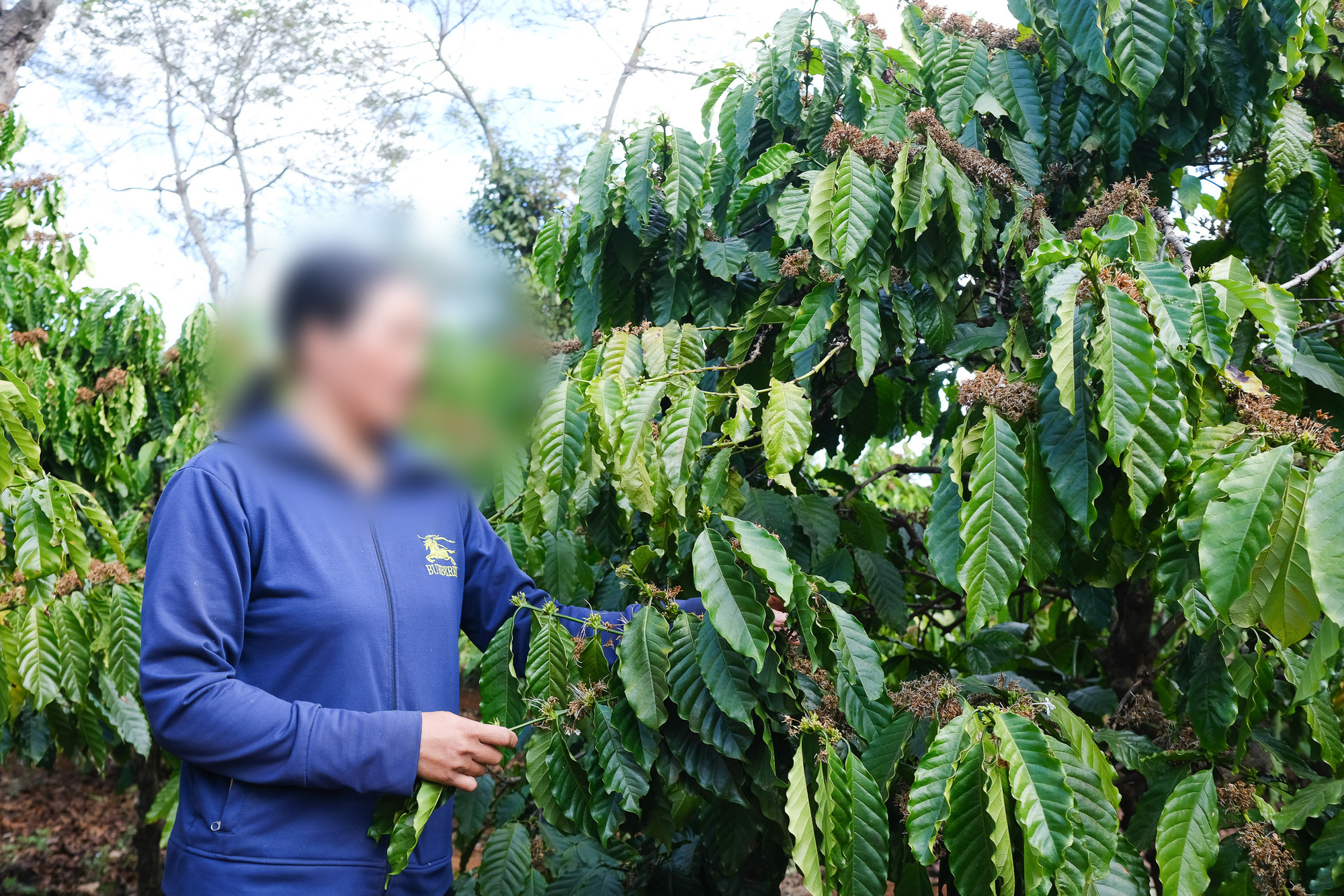 Vụ đóng bảo hiểm xã hội bằng cà phê: Họp lấy ý kiến người lao động - Ảnh 3.